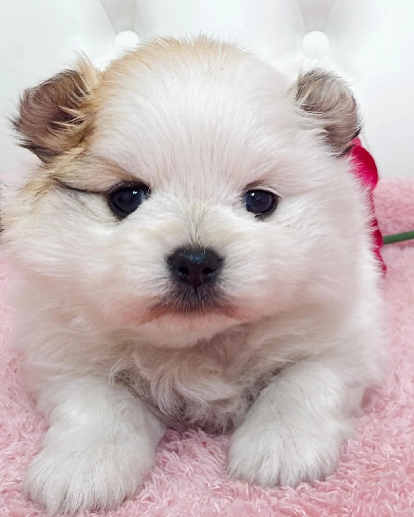 ポメラニアン/埼玉ブリーダー/パピーランドシェリエ