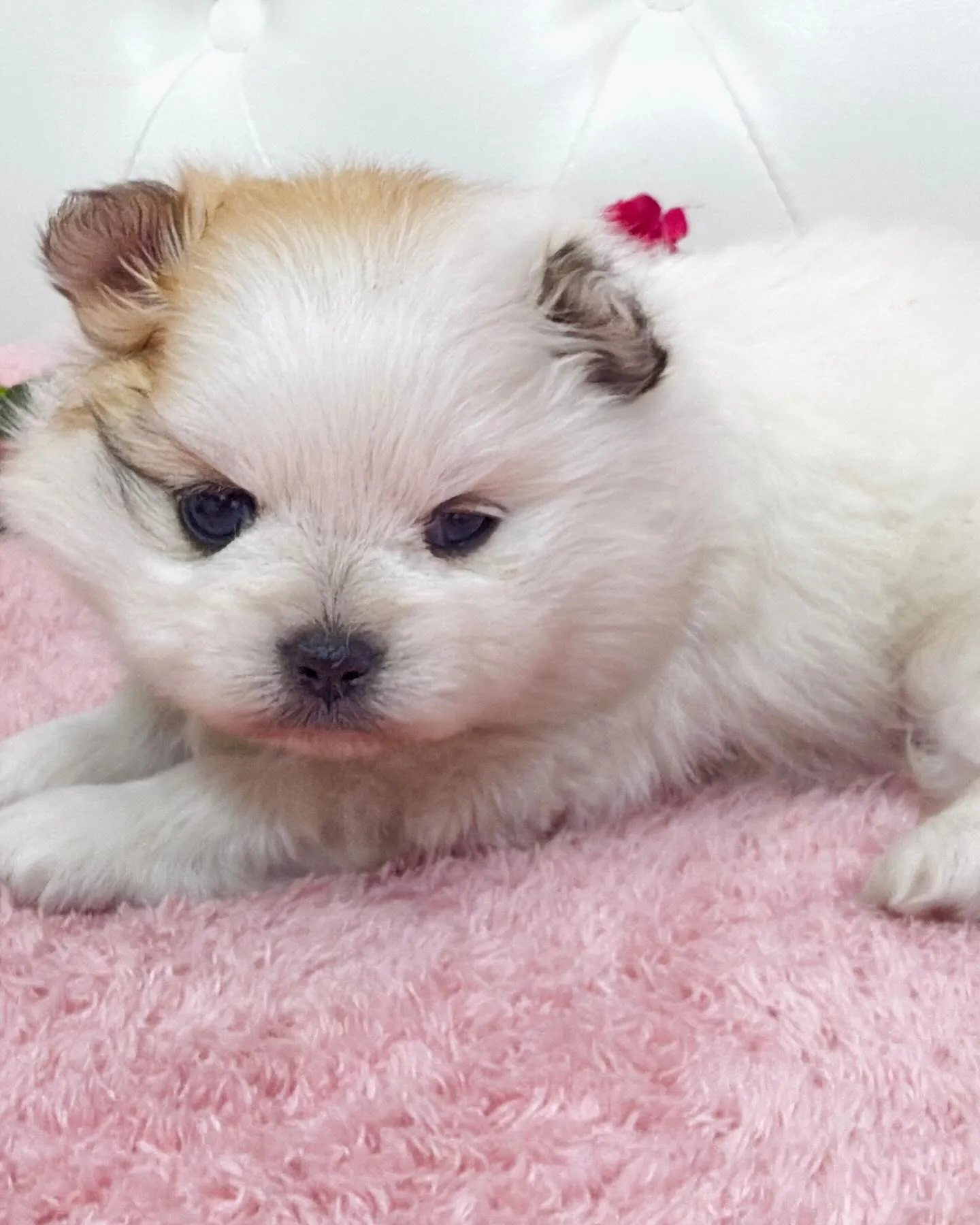 ポメラニアン/埼玉ブリーダー/パピーランドシェリエ