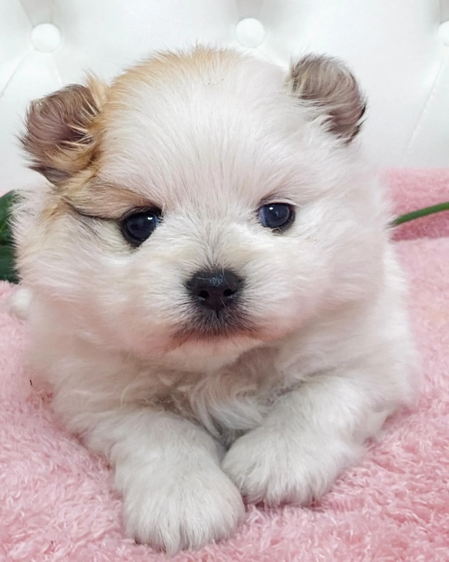 ポメラニアン/埼玉ブリーダー/パピーランドシェリエ