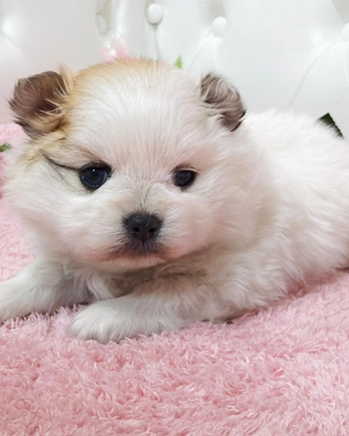 ポメラニアン/埼玉ブリーダー/パピーランドシェリエ