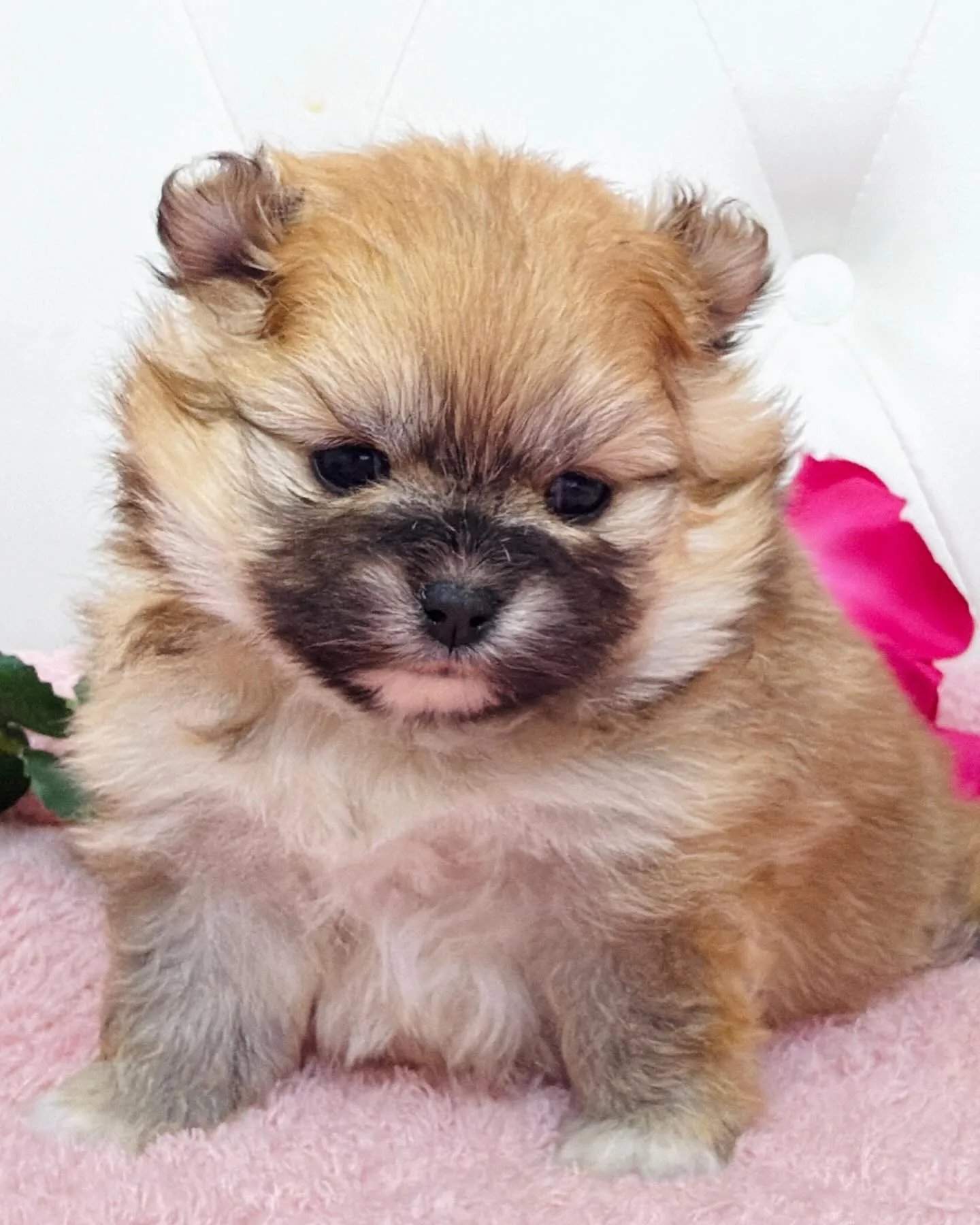 パピーランドシェリエ/ポメラニアン/ブリーダー直販