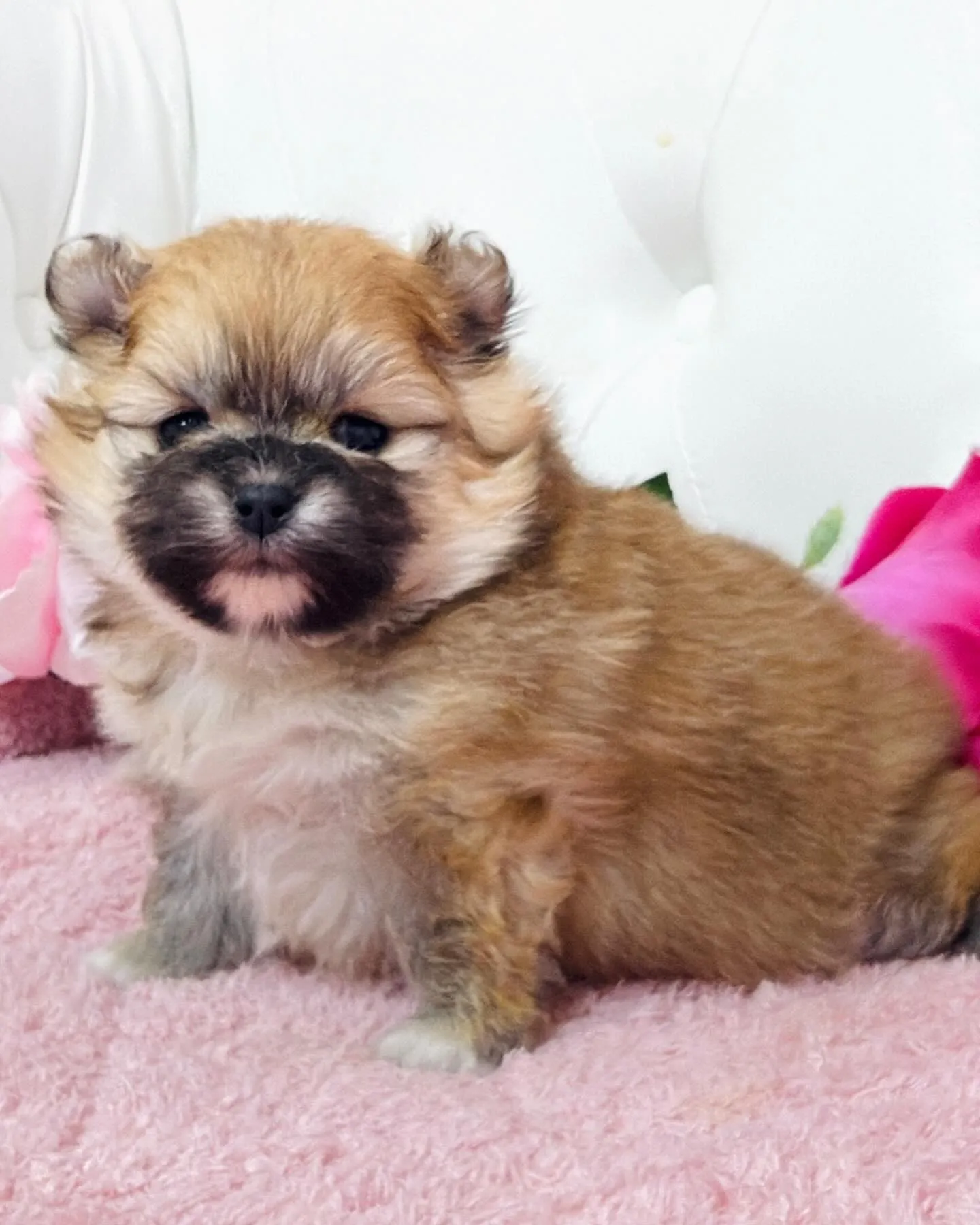 パピーランドシェリエ/ポメラニアン/ブリーダー直販