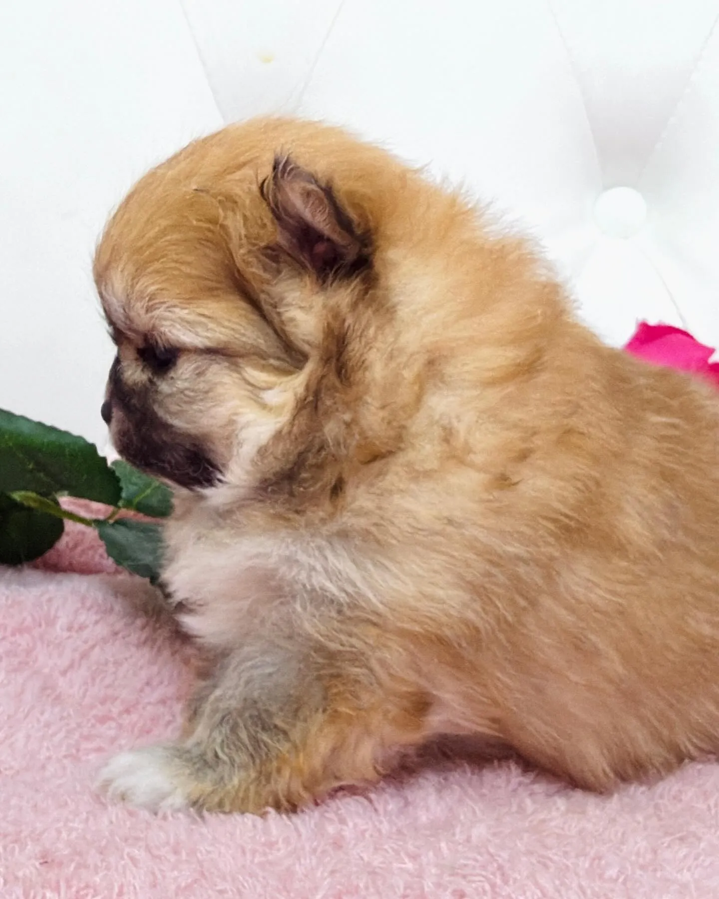 パピーランドシェリエ/ポメラニアン/ブリーダー直販