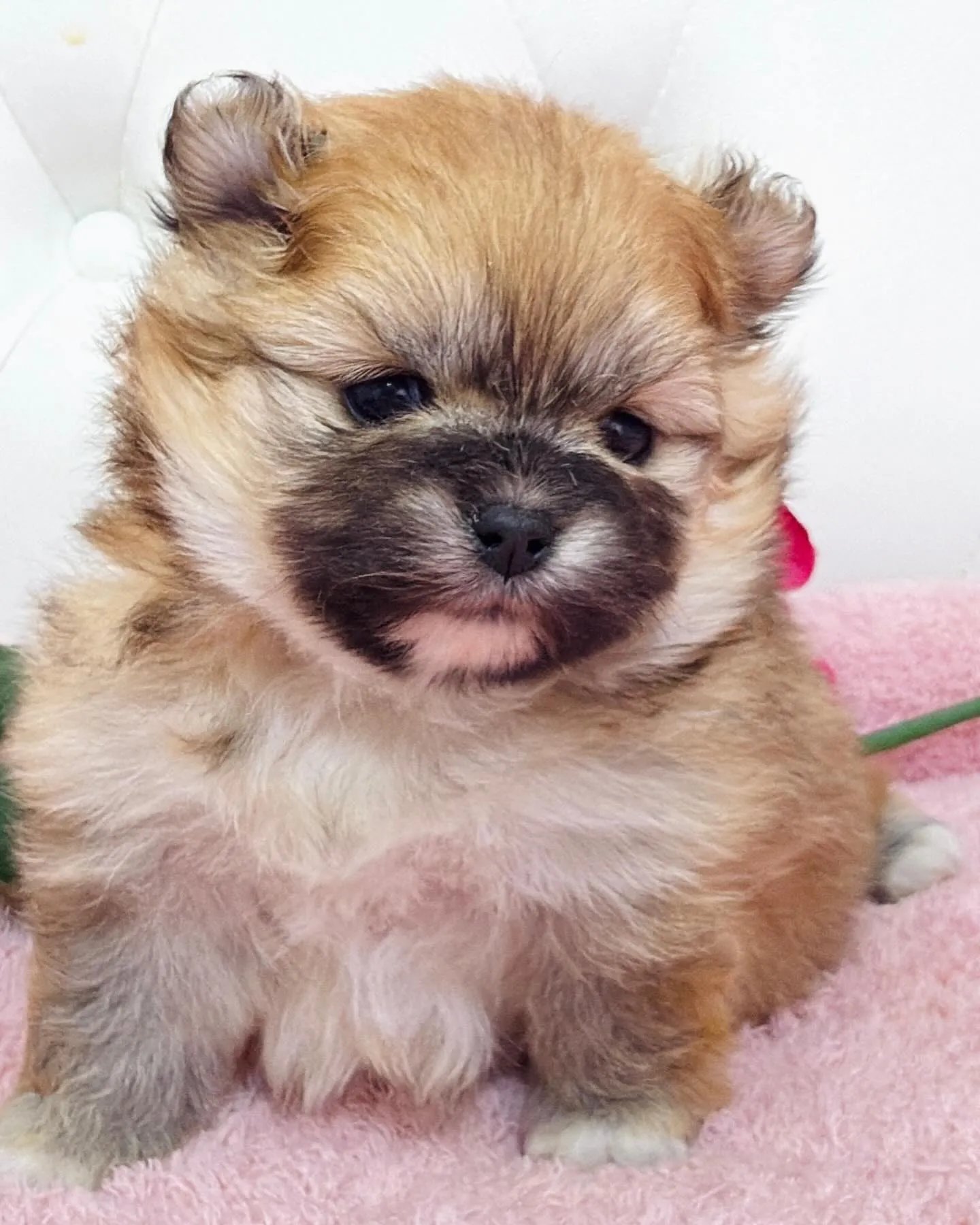 パピーランドシェリエ/ポメラニアン/ブリーダー直販