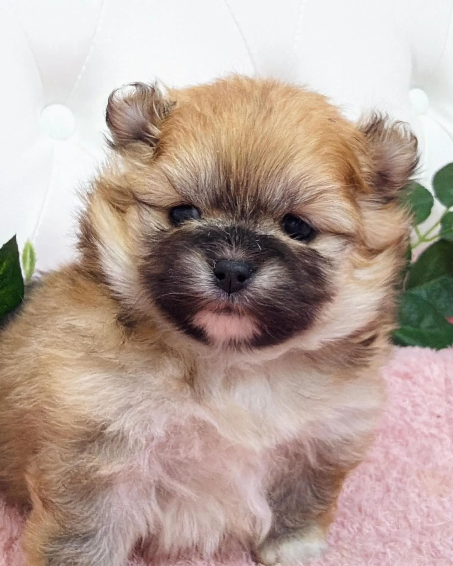 パピーランドシェリエ/ポメラニアン/ブリーダー直販