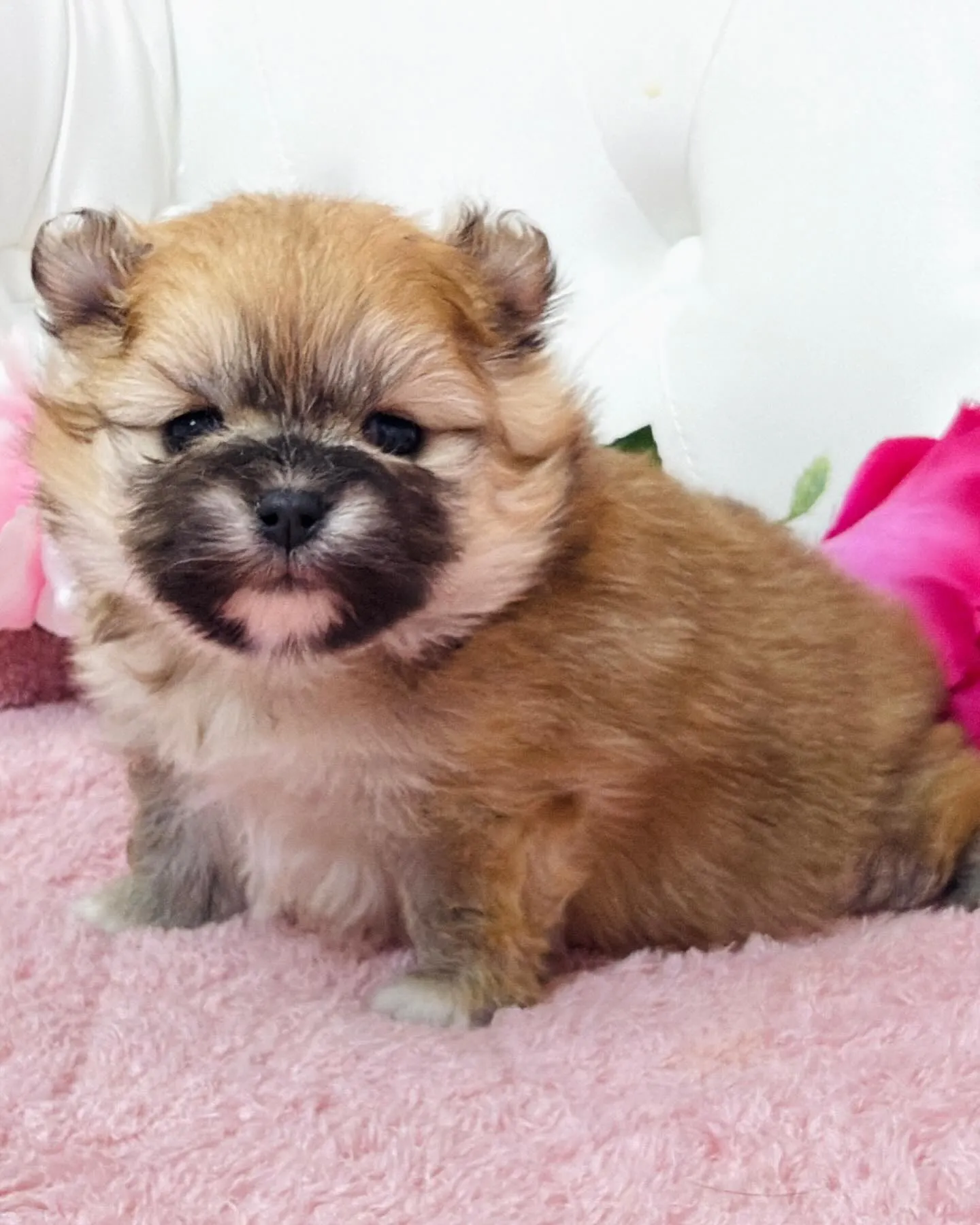 パピーランドシェリエ/ポメラニアン/ブリーダー直販