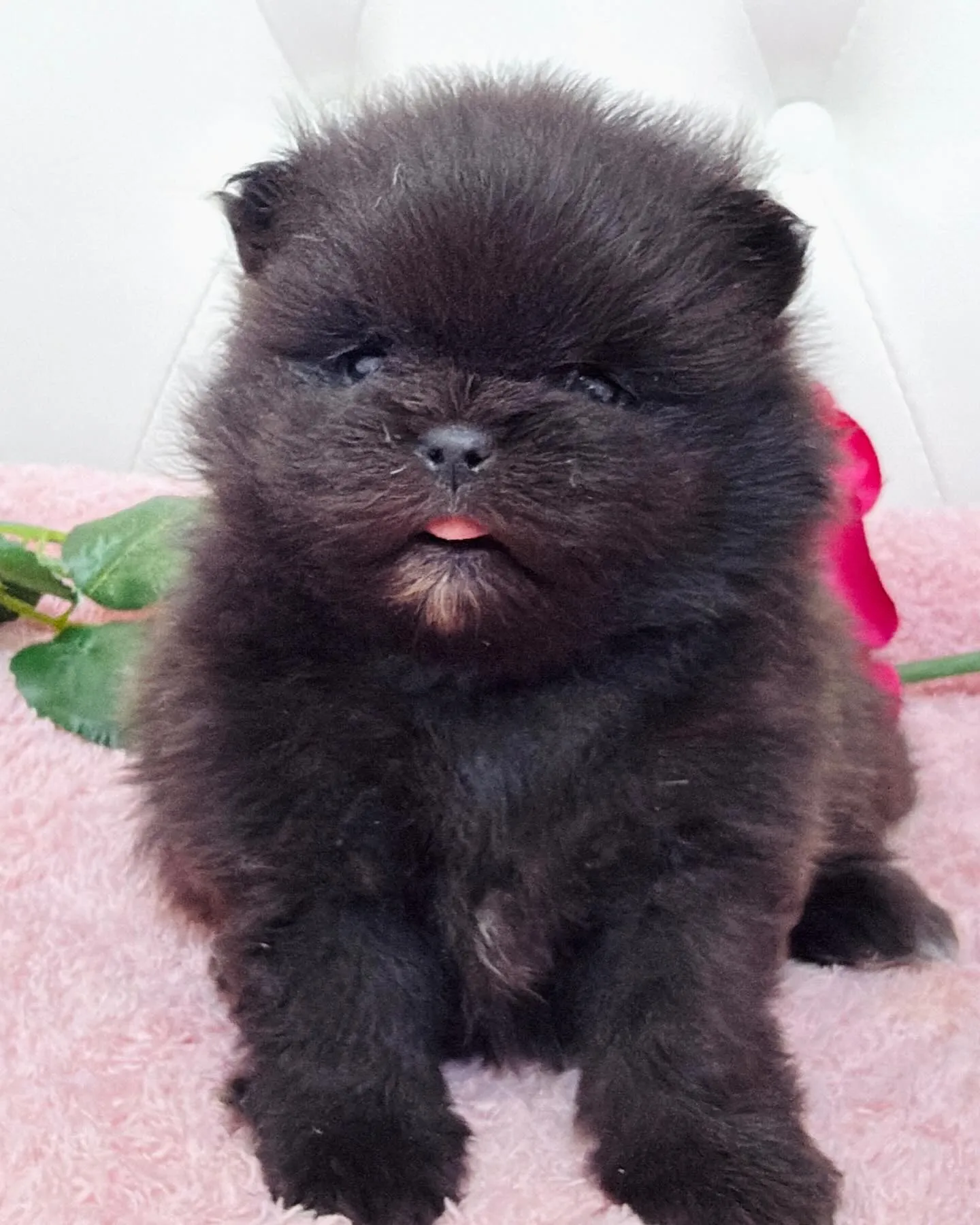 パピーランドシェリエ/ポメラニアン/ブリーダー直販