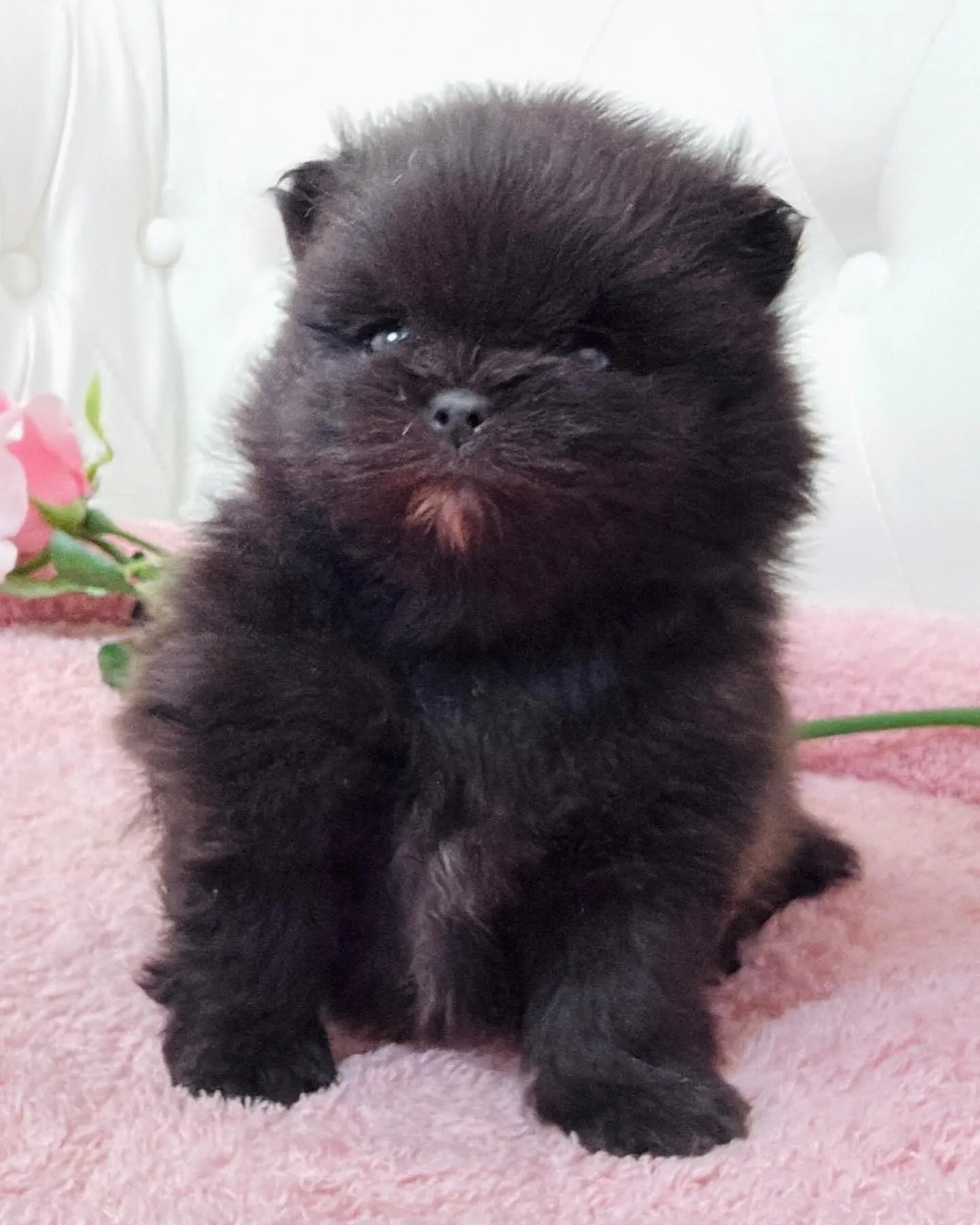 パピーランドシェリエ/ポメラニアン/ブリーダー直販