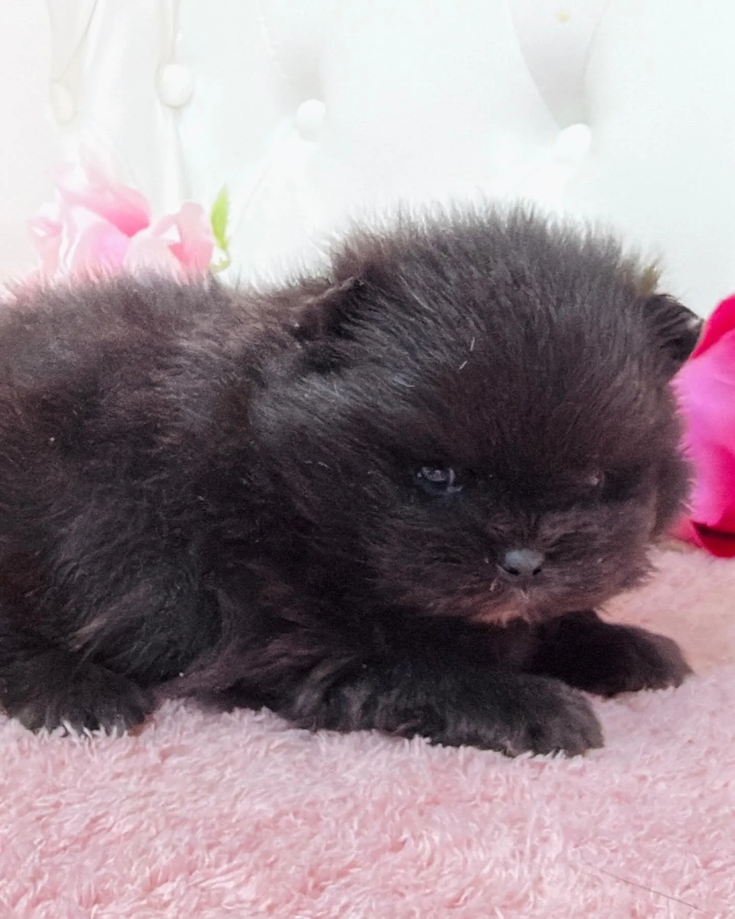 パピーランドシェリエ/ポメラニアン/ブリーダー直販