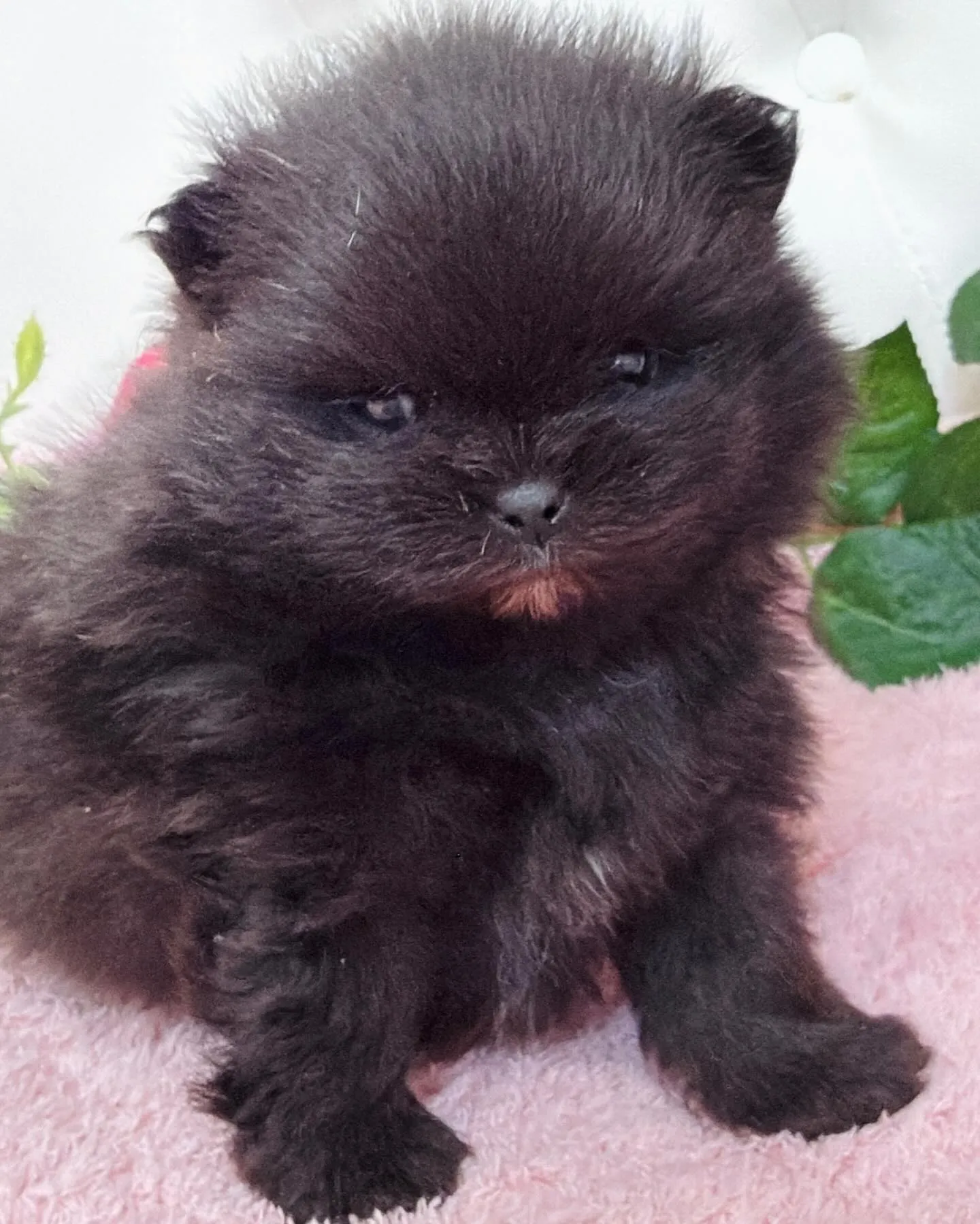 パピーランドシェリエ/ポメラニアン/ブリーダー直販