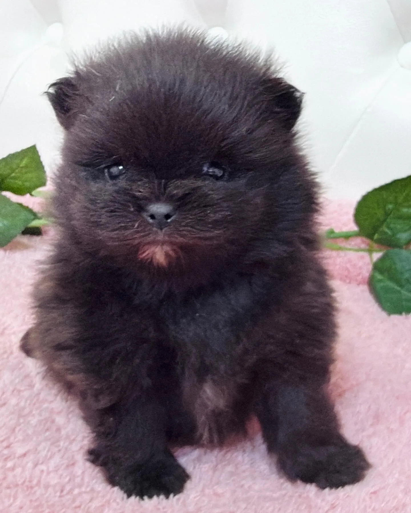 パピーランドシェリエ/ポメラニアン/ブリーダー直販