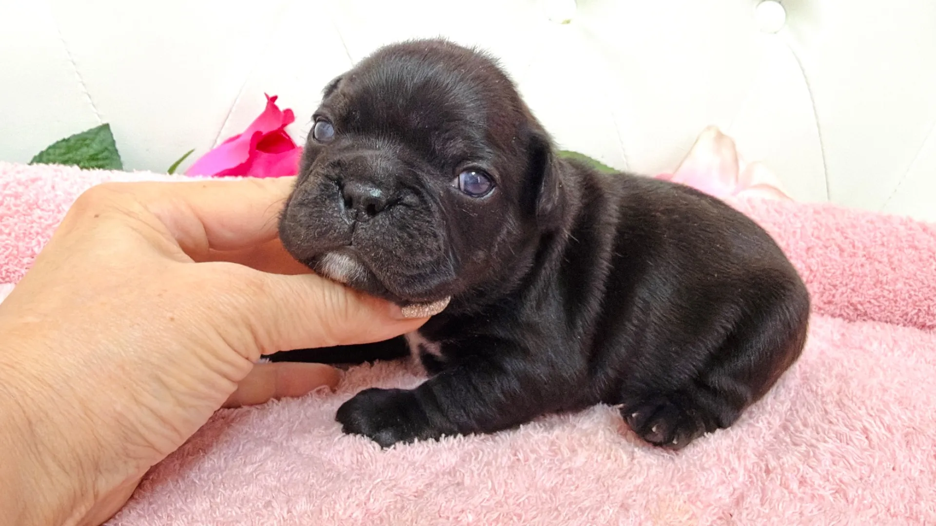 フレンチブルドッグ(Yuki101)