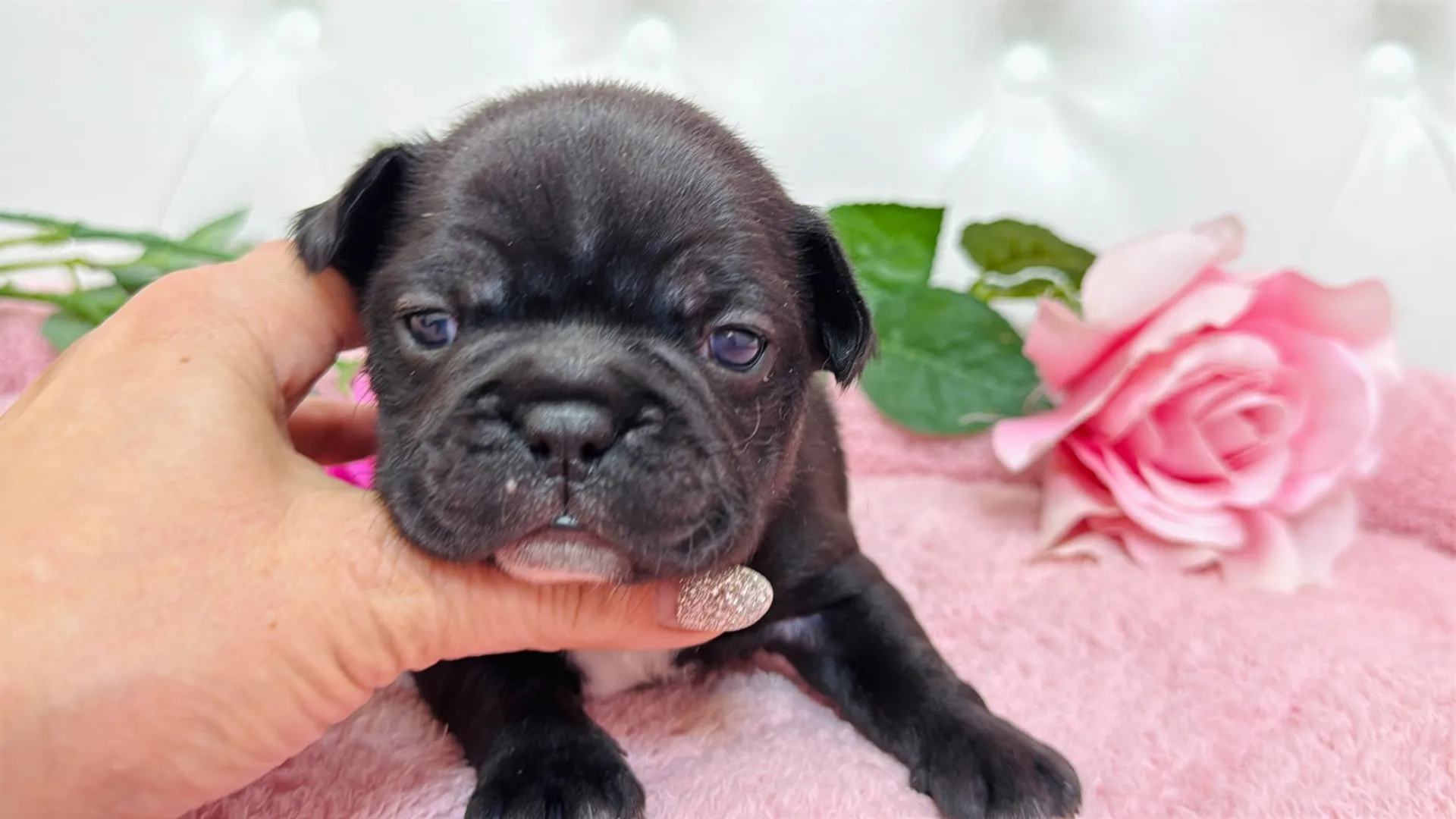 フレンチブルドッグ(Yuki103)