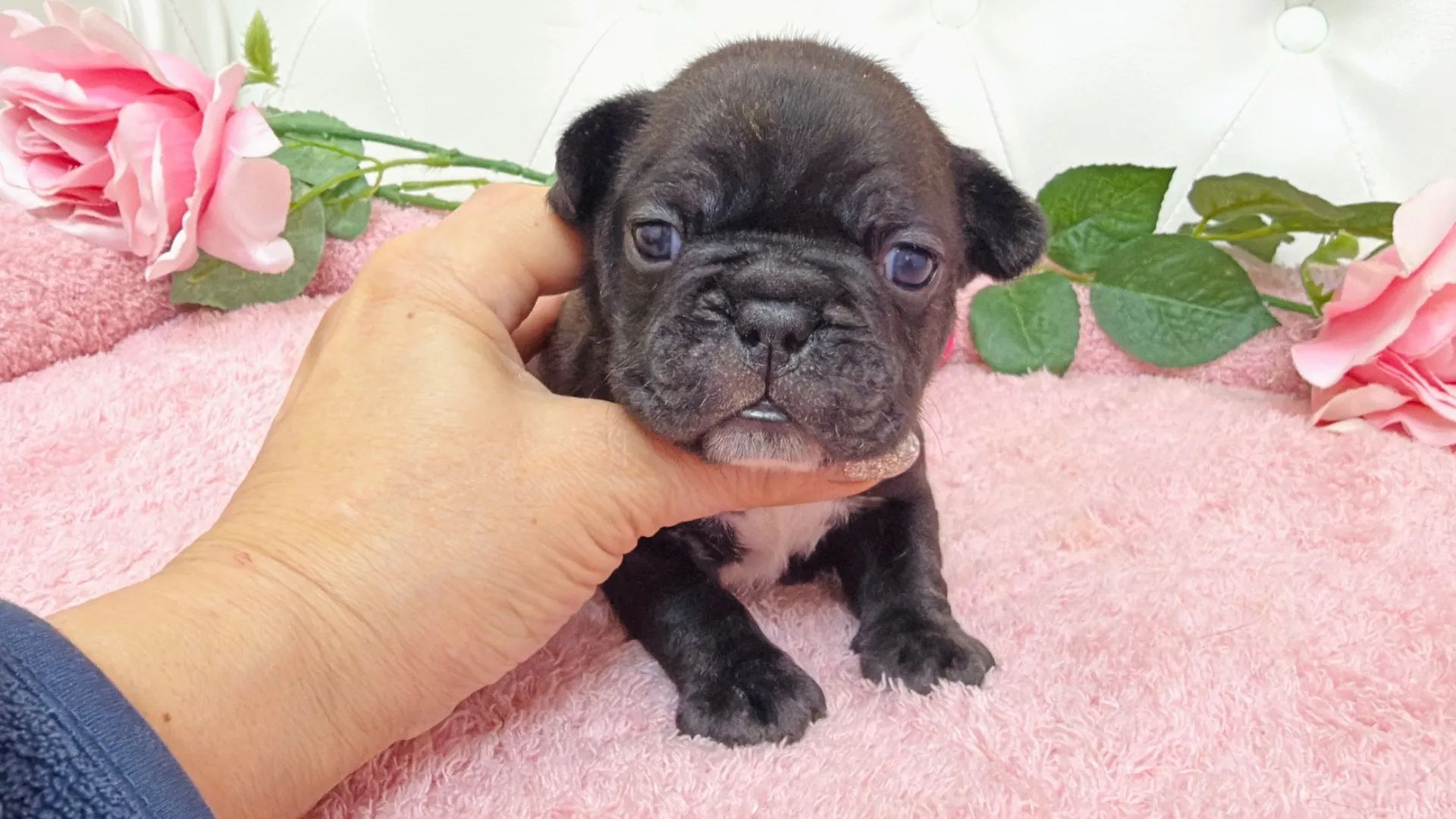 フレンチブルドッグ(Yuki105)