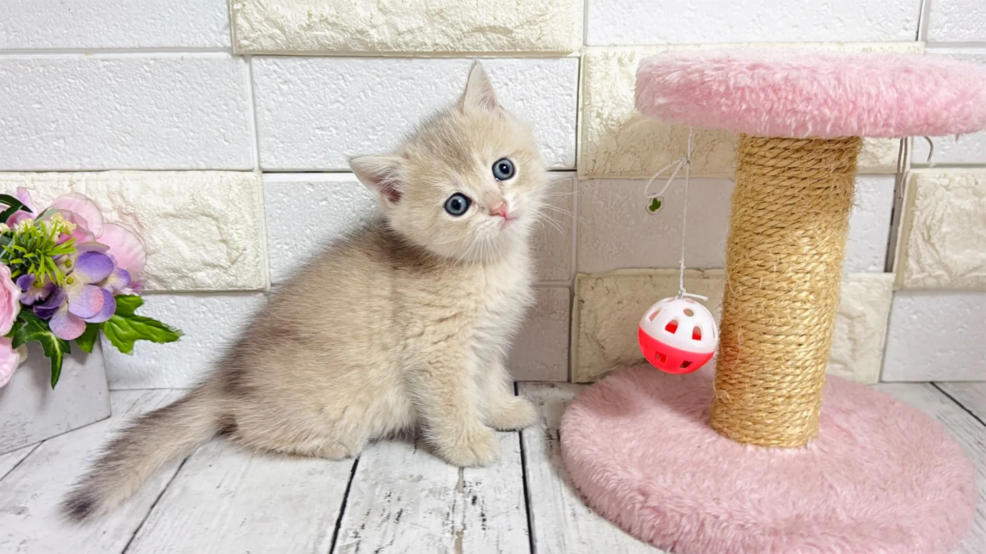 ブリティッシュショートヘア(CAF101)