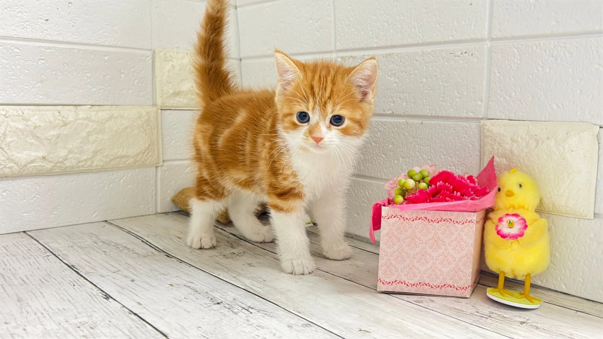 マンチカン長足(Keiko101)