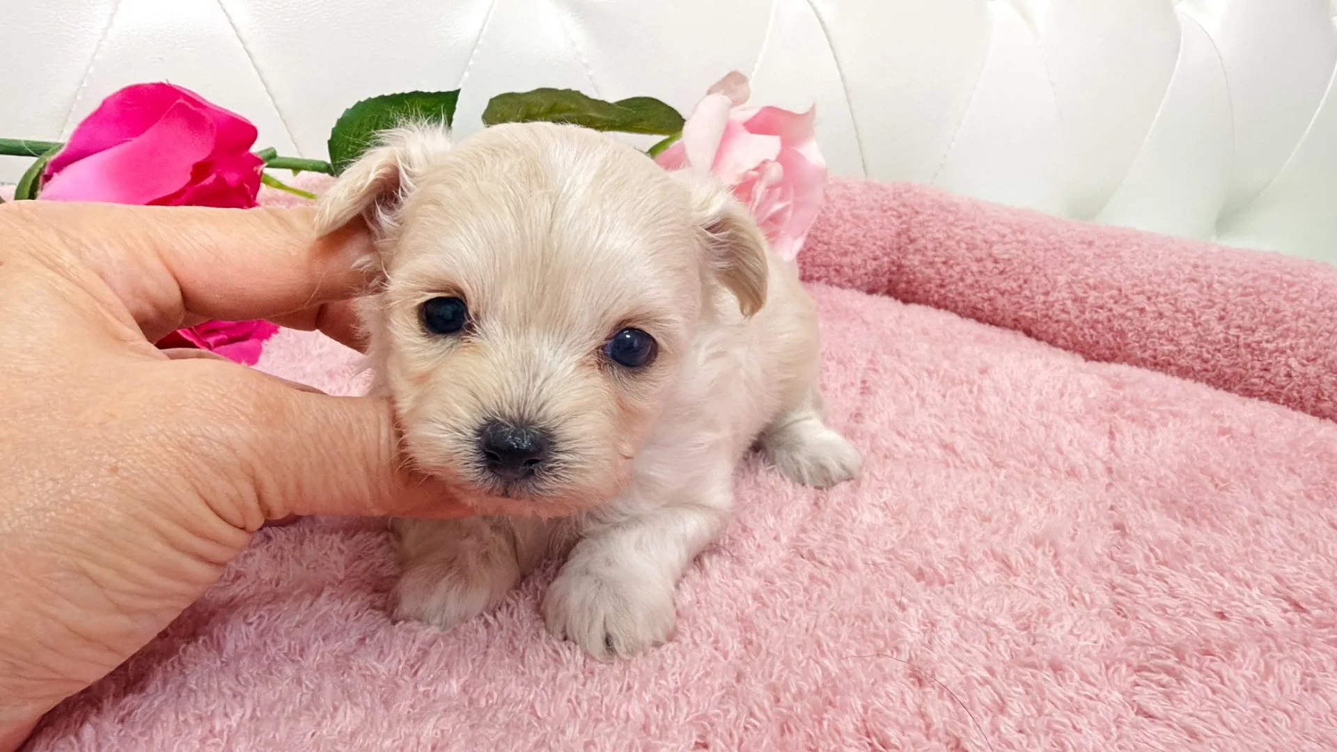 トイプードル×チワワ(Riko102)