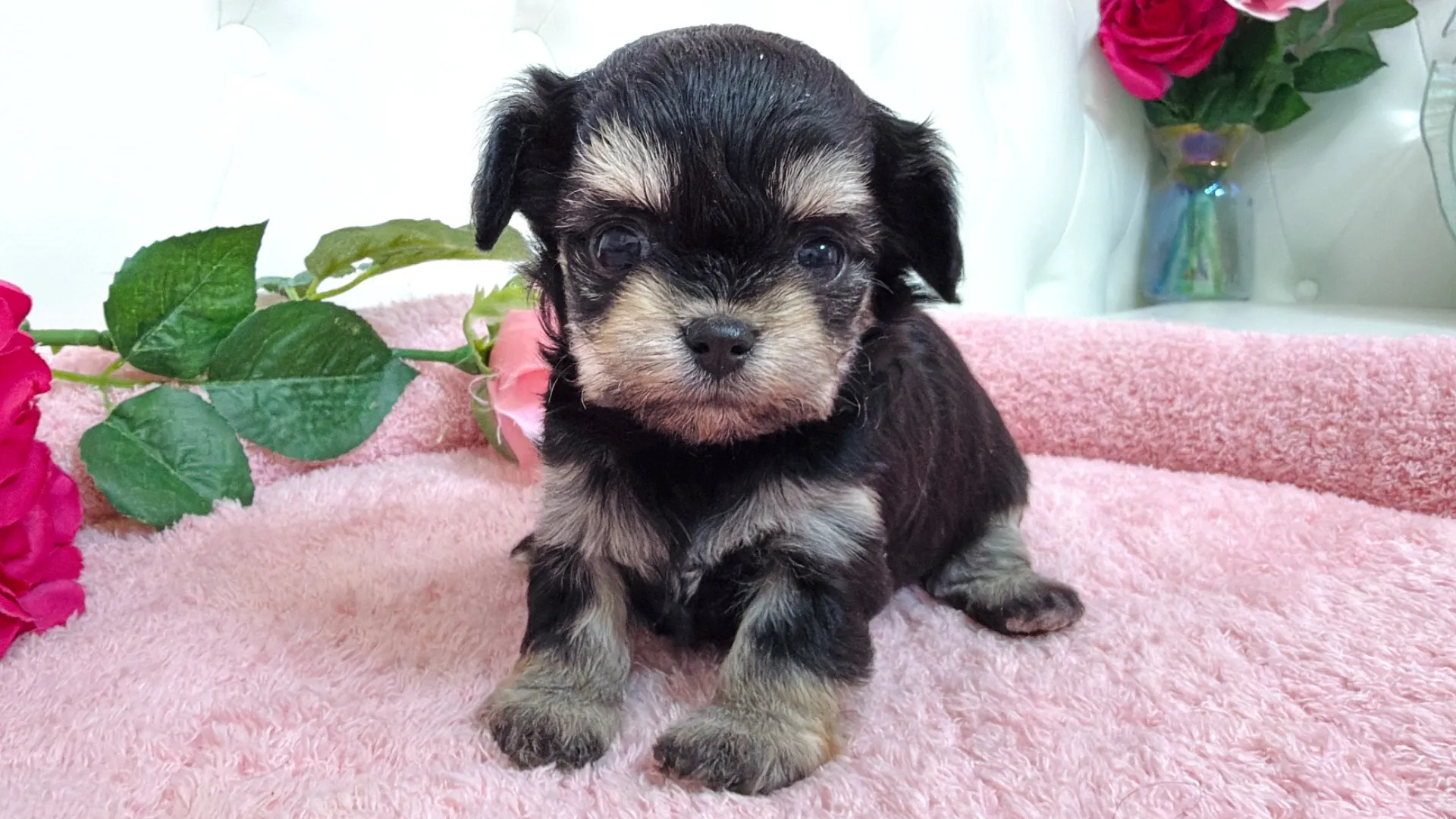 ビションフリーゼ×チワワ(Soumo101)