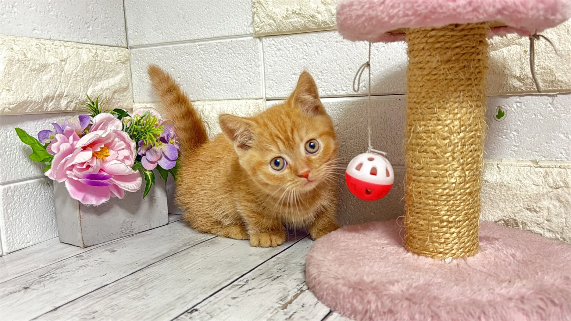 マンチカン短足（Rima102）