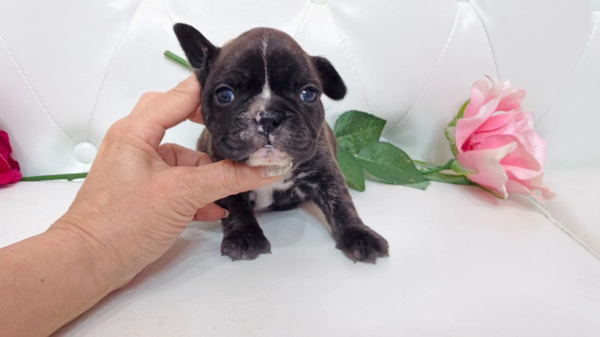 フレンチブルドッグ(Yuki104)