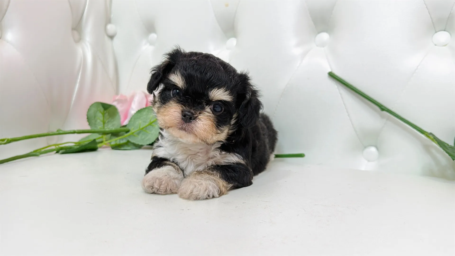 ビションフリーゼ×チワワ(SOUMO101)