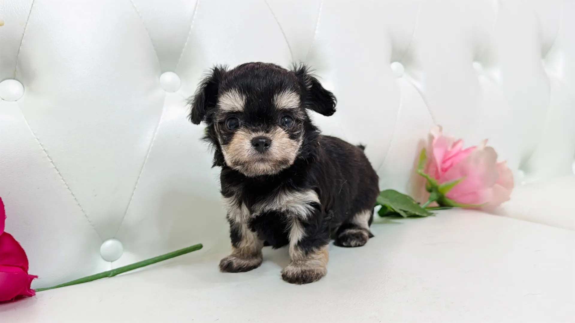 ビションフリーゼ×チワワ(Soumo101)