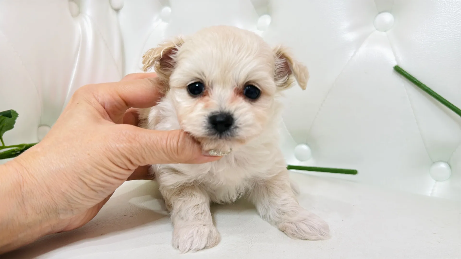 トイプードル×チワワ(Riko101)