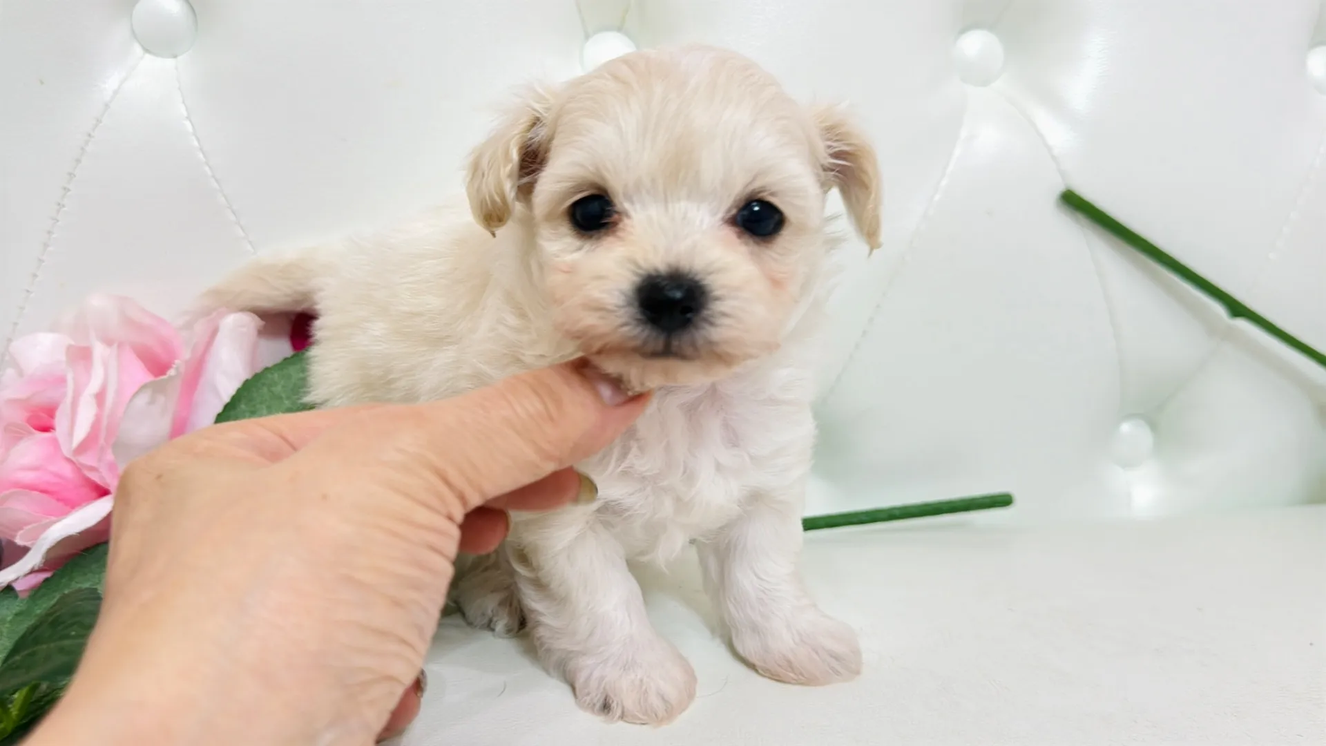 トイプードル×チワワ(Riko102)