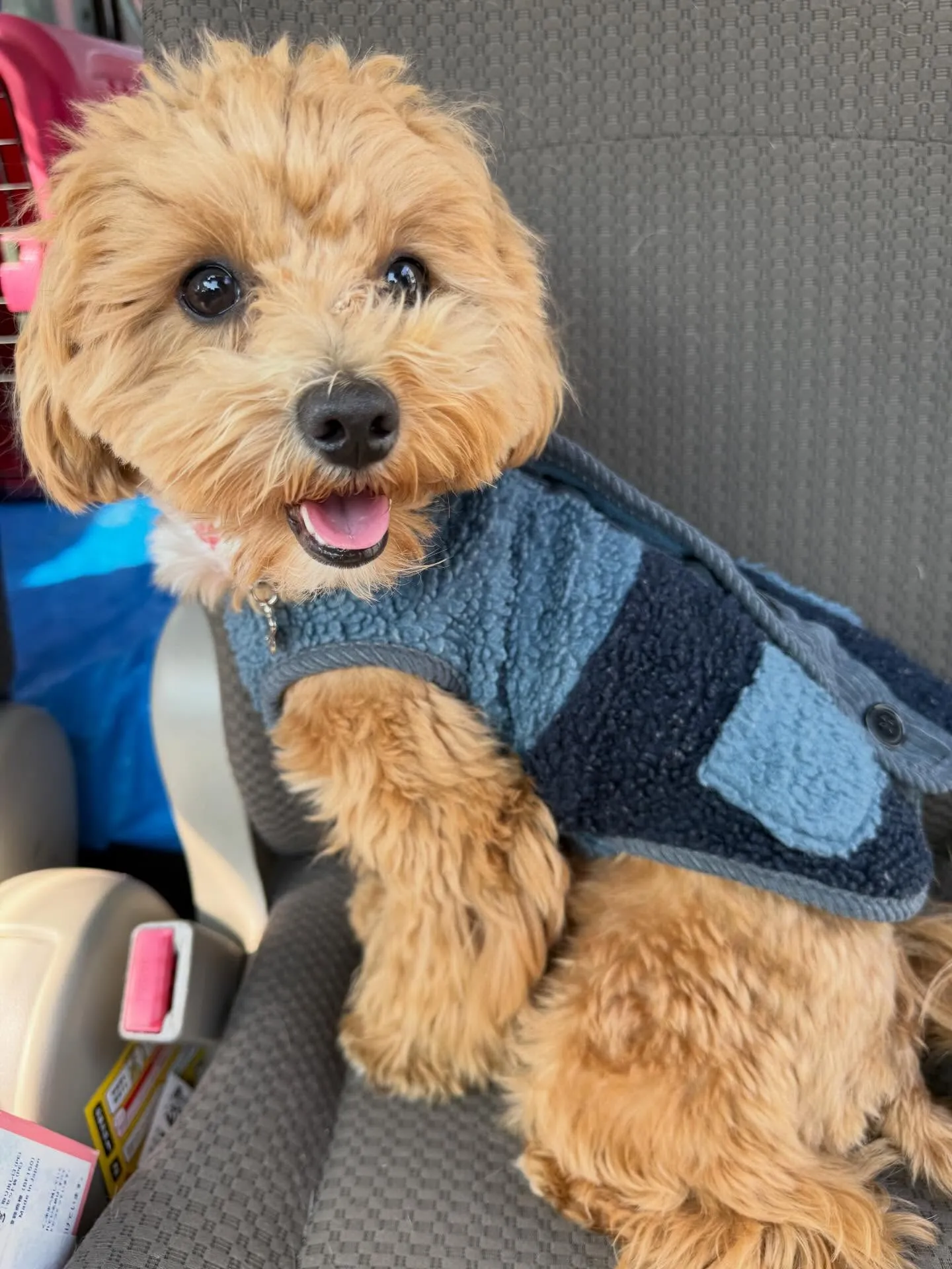 今日10:45頃深谷西小学校の前を通り掛かりフェンスのところ...