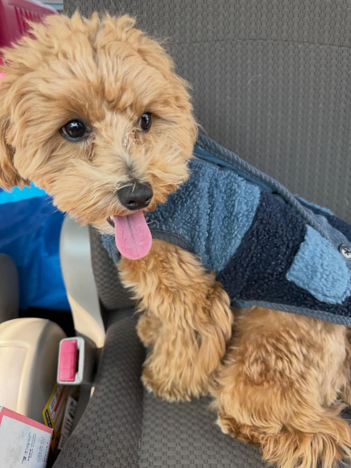 今日10:45頃深谷西小学校の前を通り掛かりフェンスのところ...