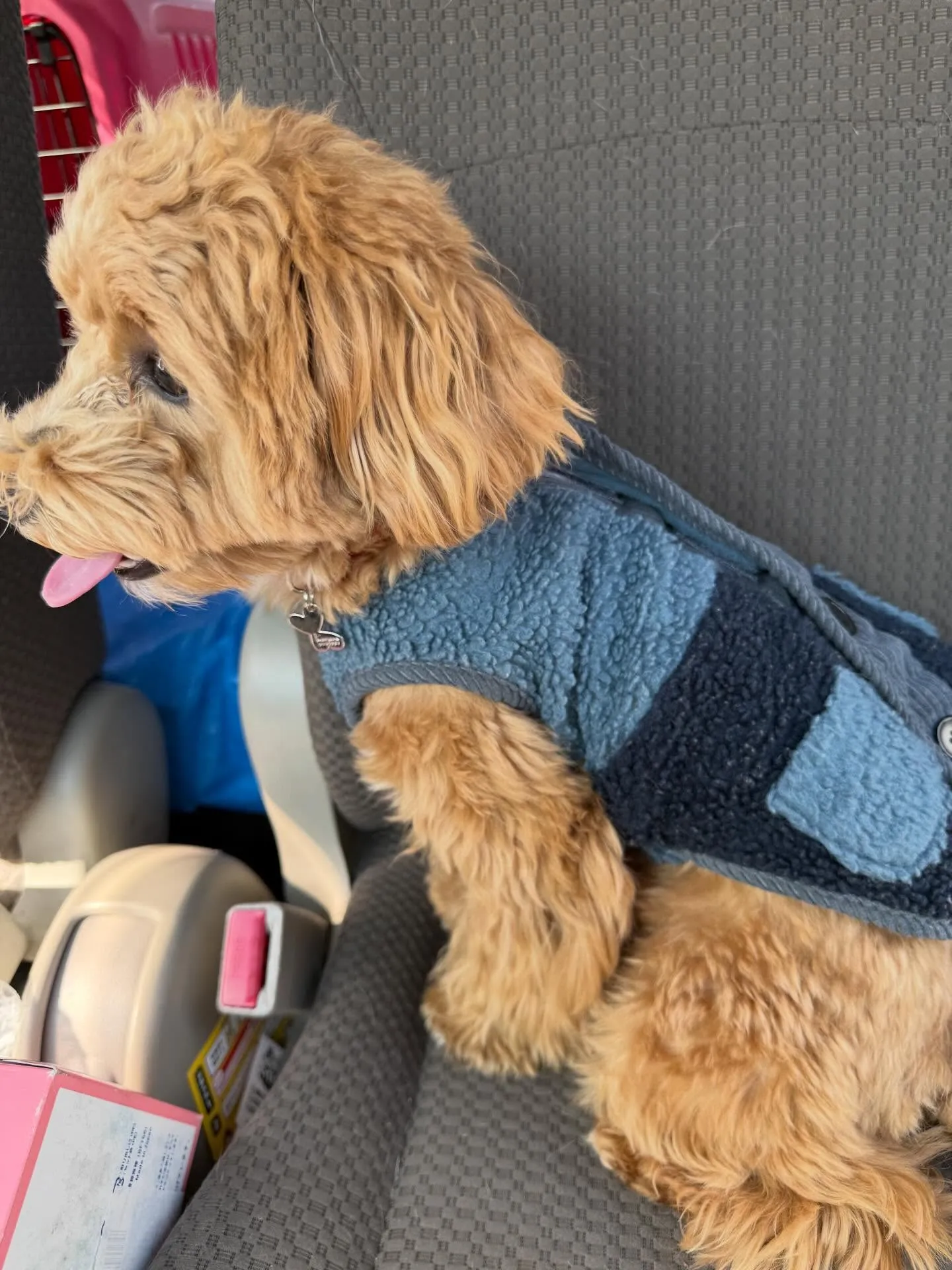 今日10:45頃深谷西小学校の前を通り掛かりフェンスのところ...