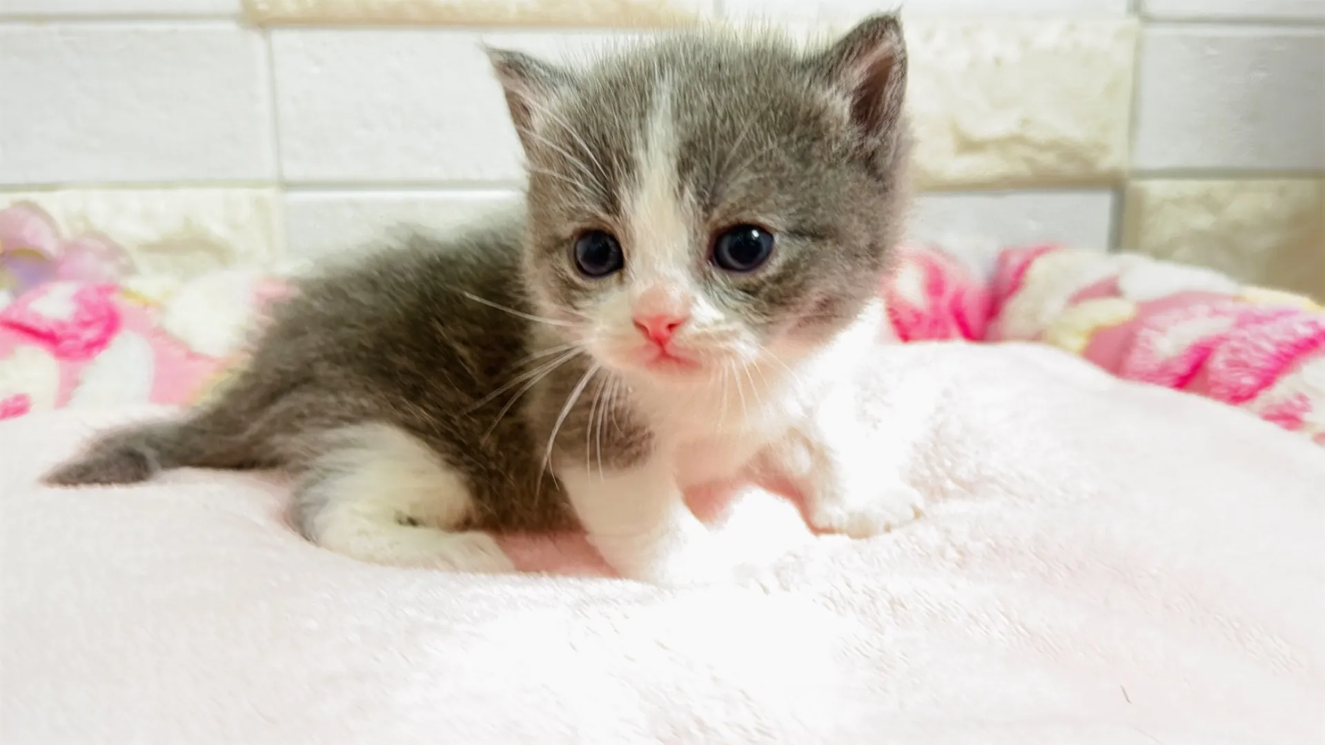 ミヌエット長足（Como101）