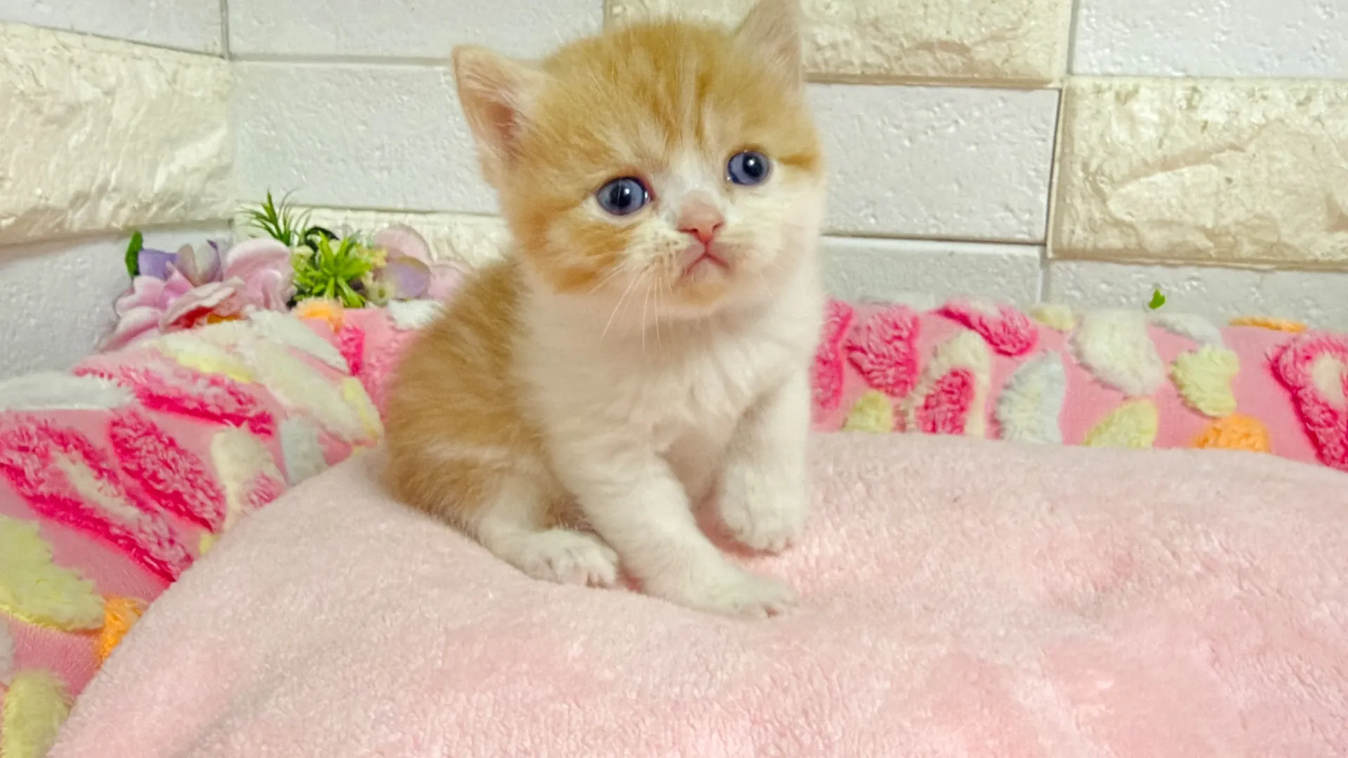 ミヌエット長足(Como103)