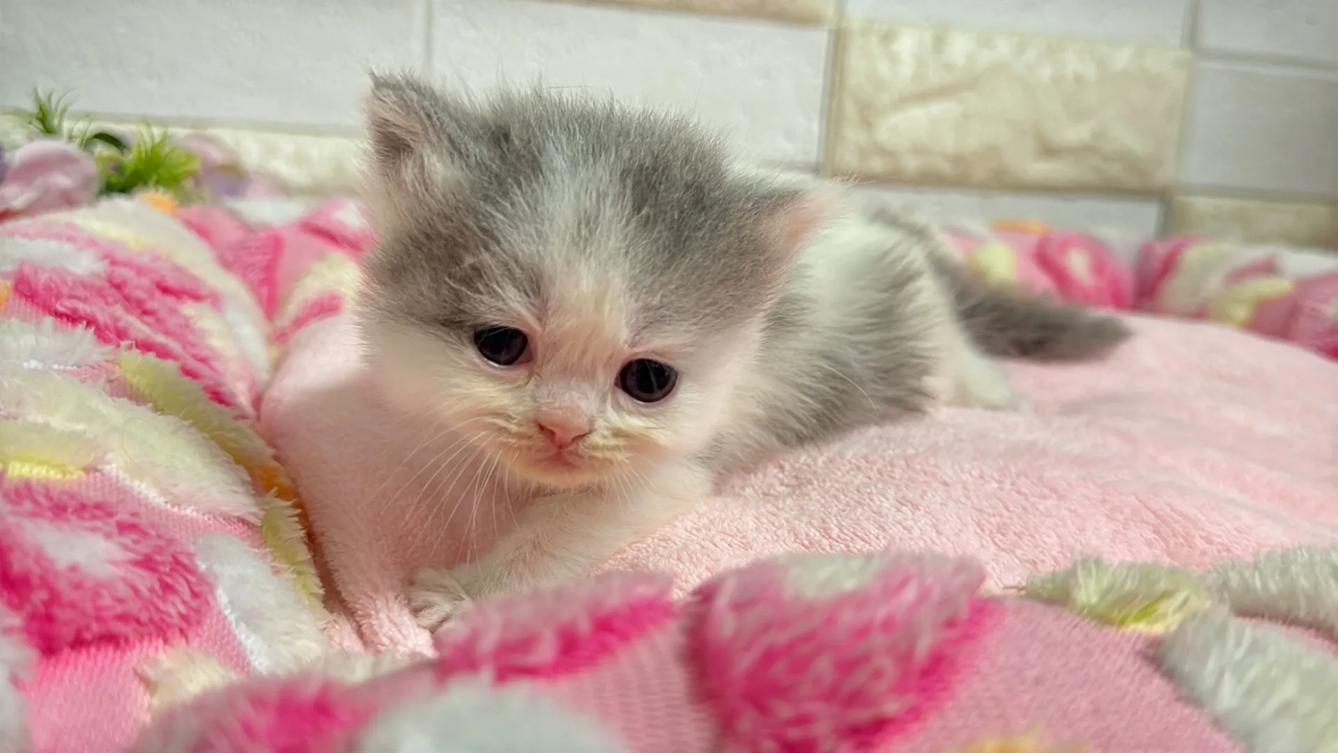 ミヌエット長足(Como104)