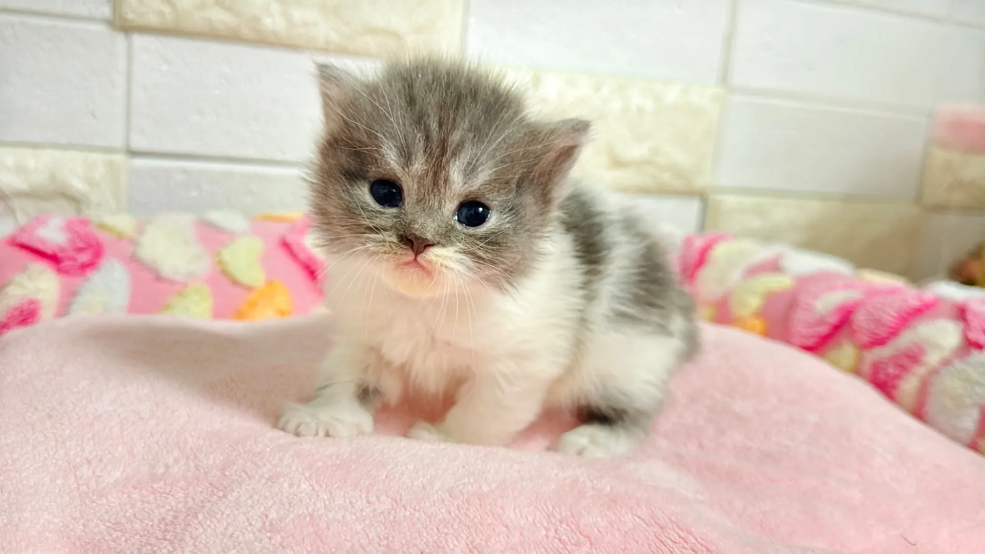 ミヌエット長足(Como106)