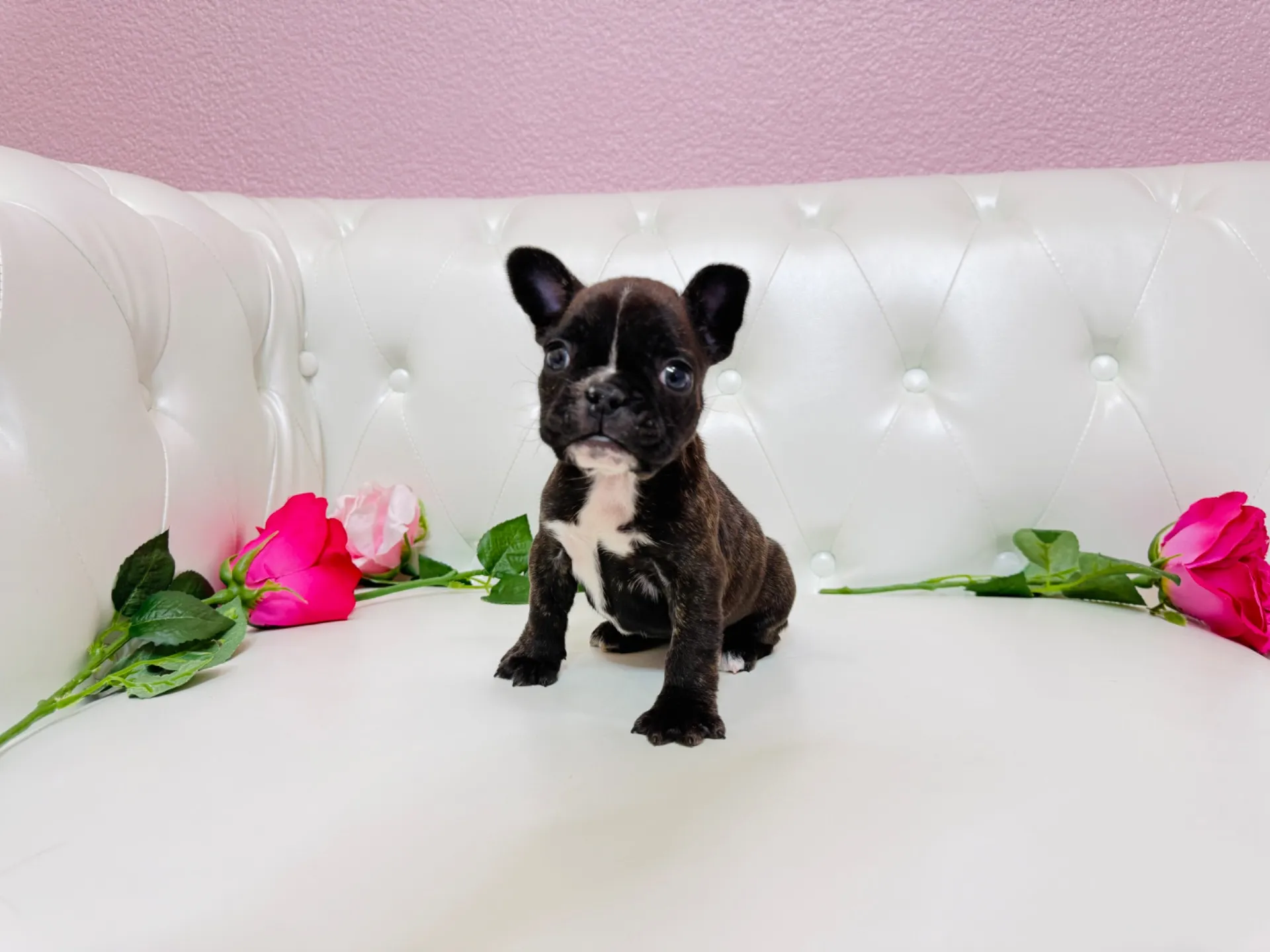 フレンチブルドッグ（Yuki104）