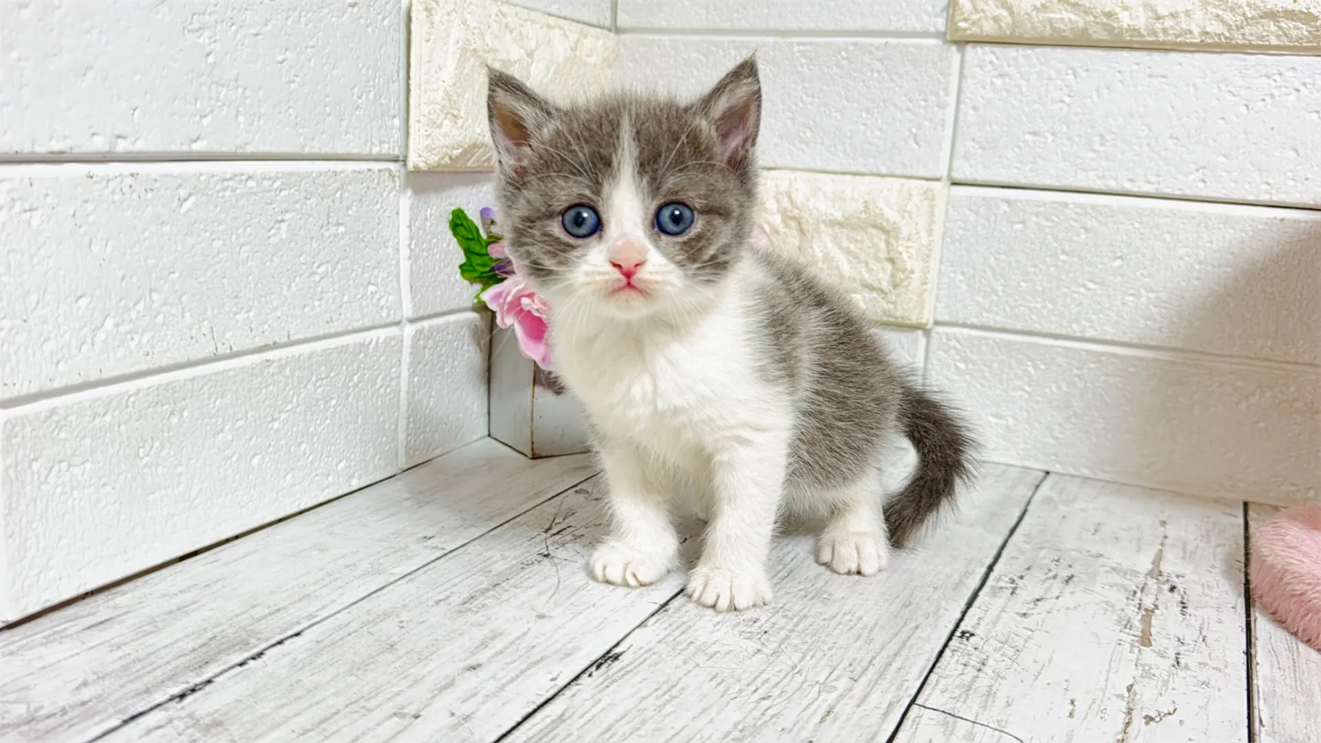 ミヌエット長足（Como101）