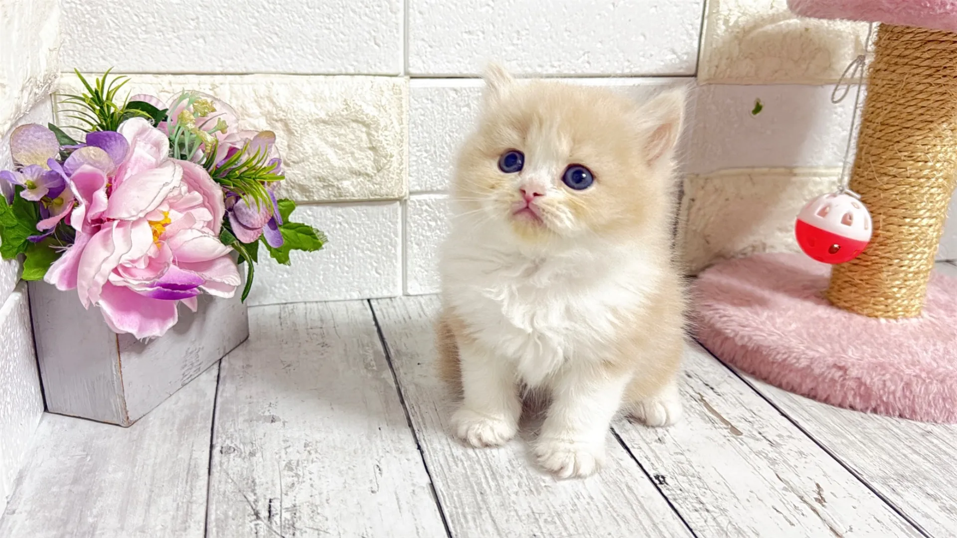 ミヌエット長足（Como102）