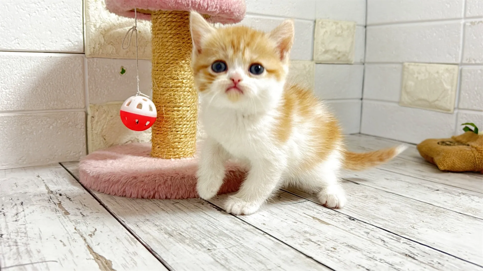 ミヌエット長足（Como103）