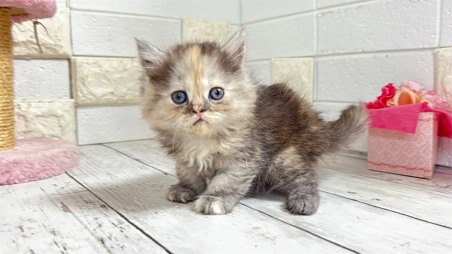 ミヌエット長足（Como105）