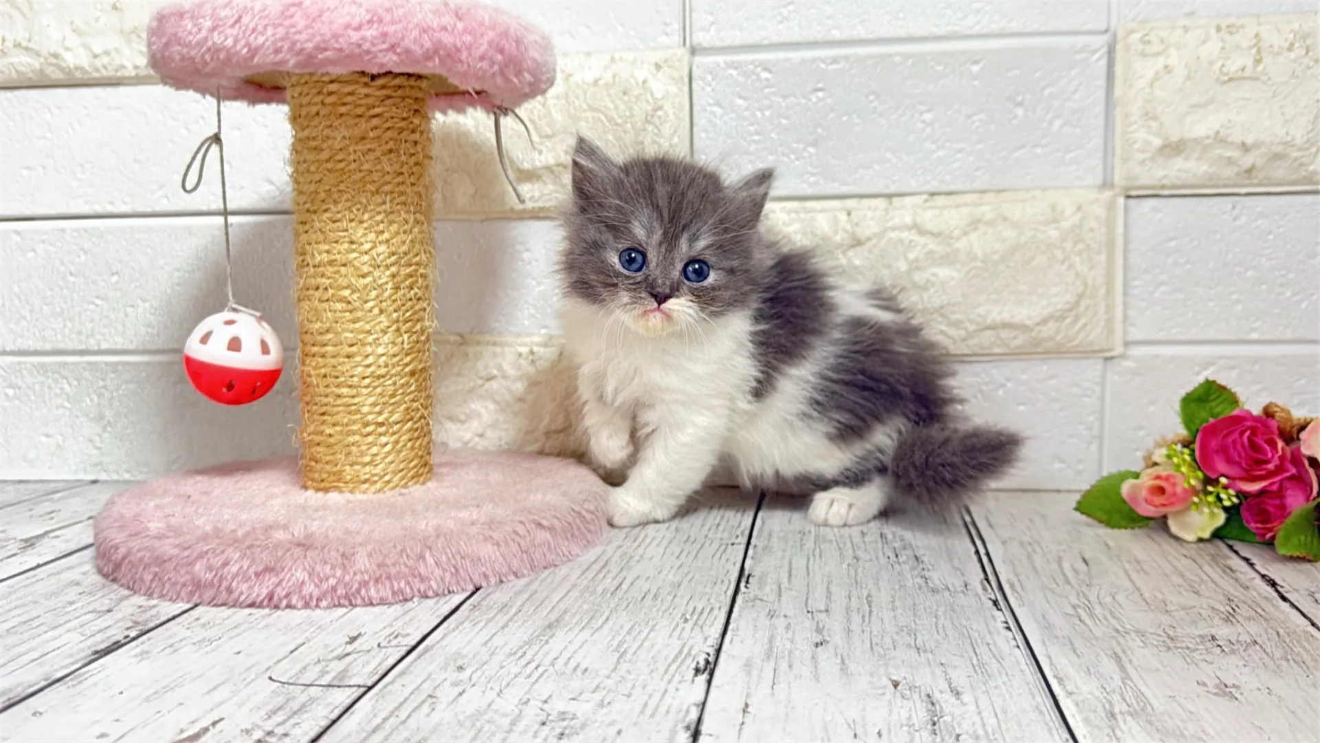 ミヌエット長足（Como106）