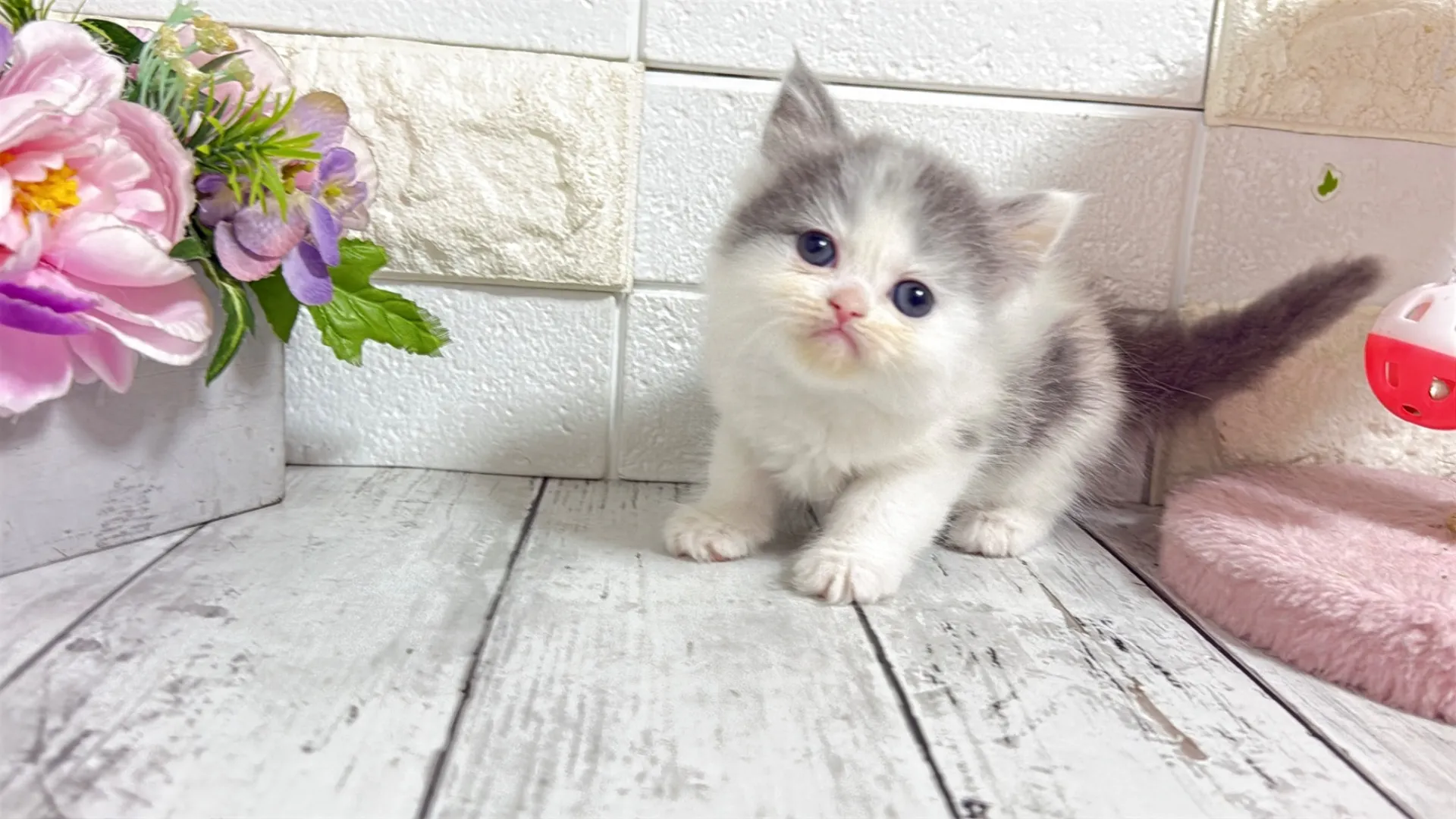 ミヌエット長足（Como104）