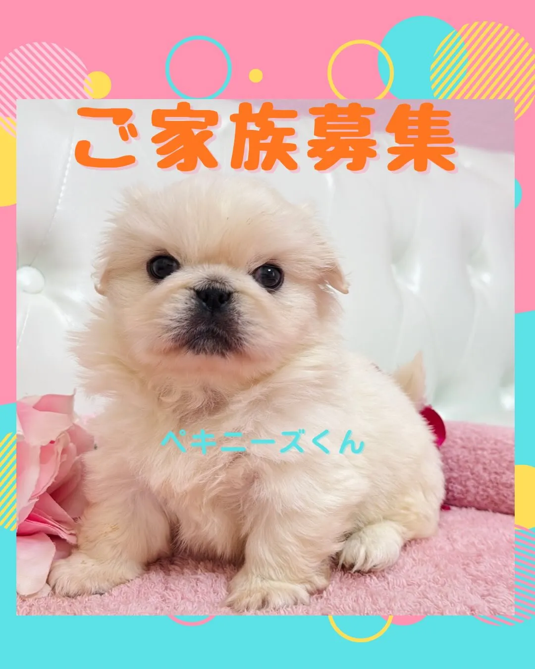 ペキニーズ/子犬/パピーランドシェリエ/埼玉ブリーダー