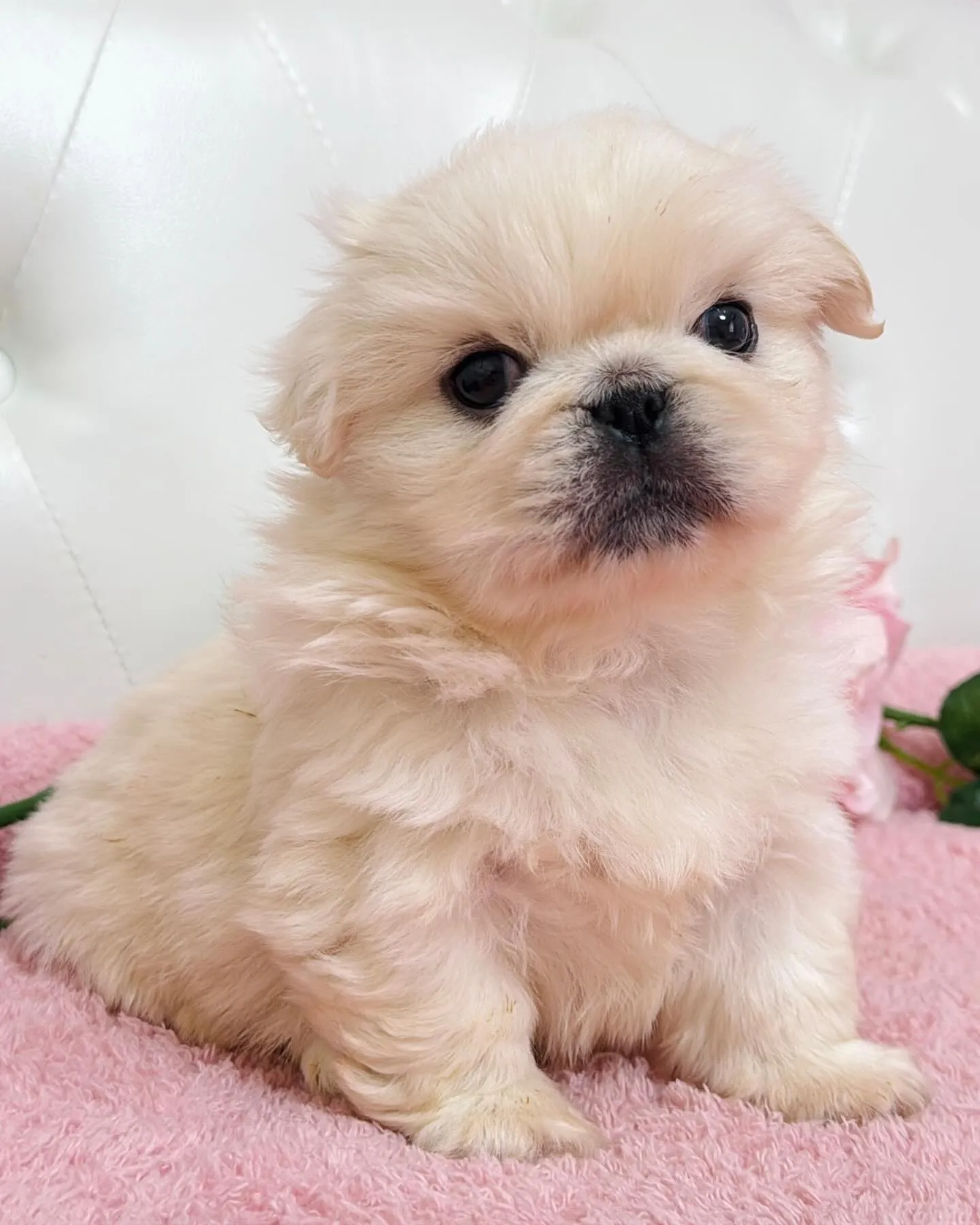 ペキニーズ/子犬/パピーランドシェリエ/埼玉ブリーダー