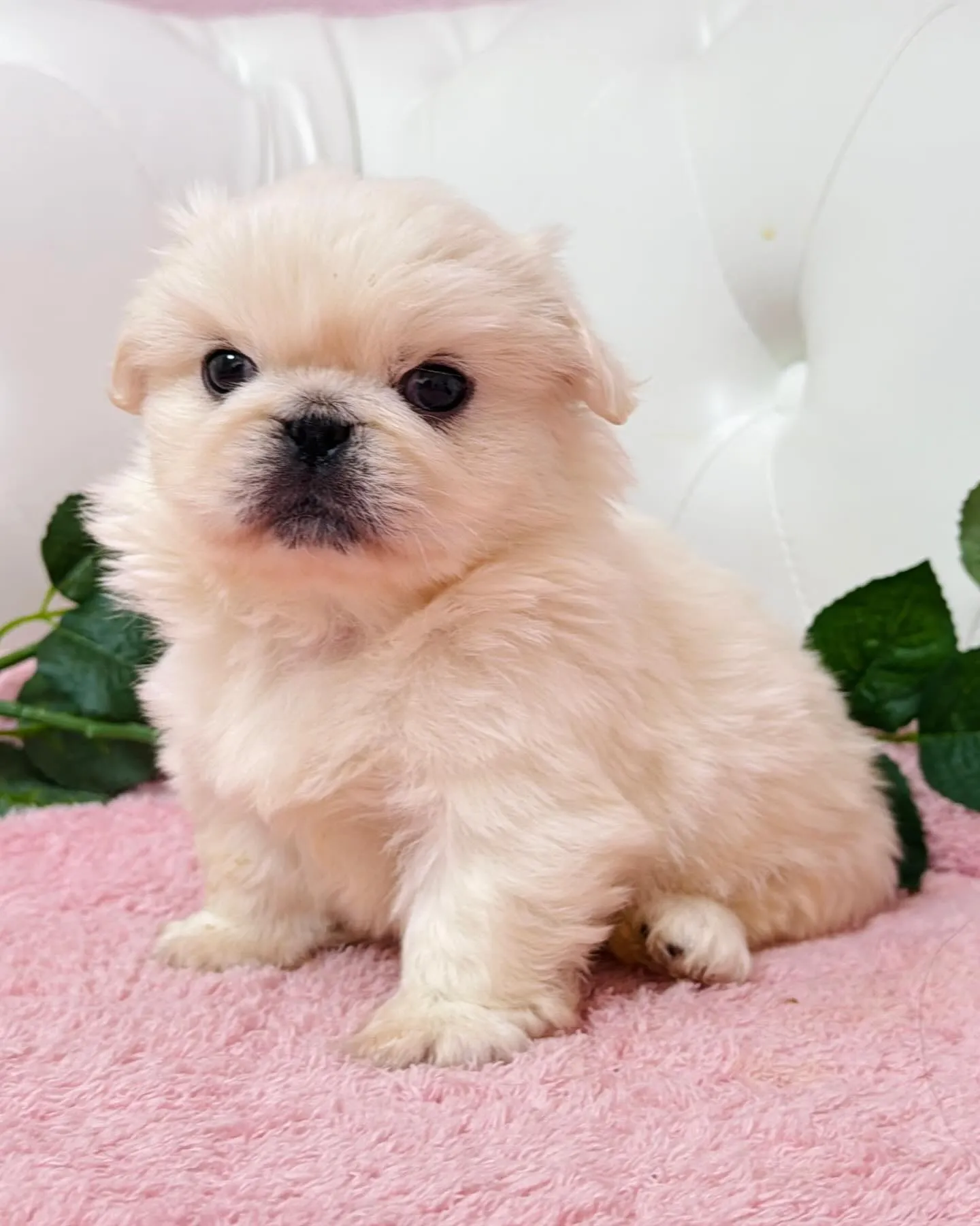 ペキニーズ/子犬/パピーランドシェリエ/埼玉ブリーダー