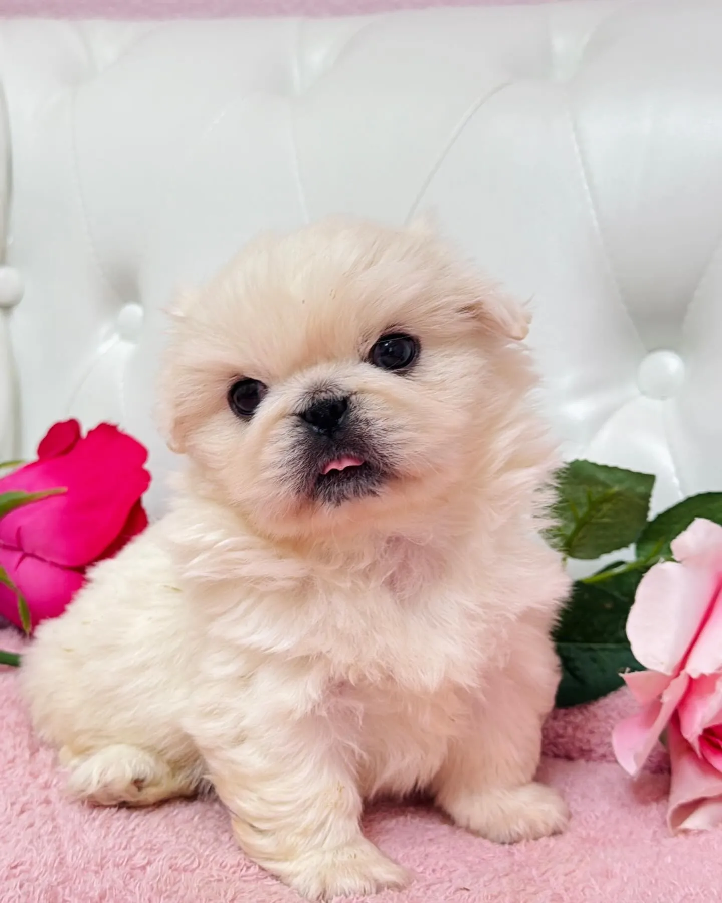 ペキニーズ/子犬/パピーランドシェリエ/埼玉ブリーダー