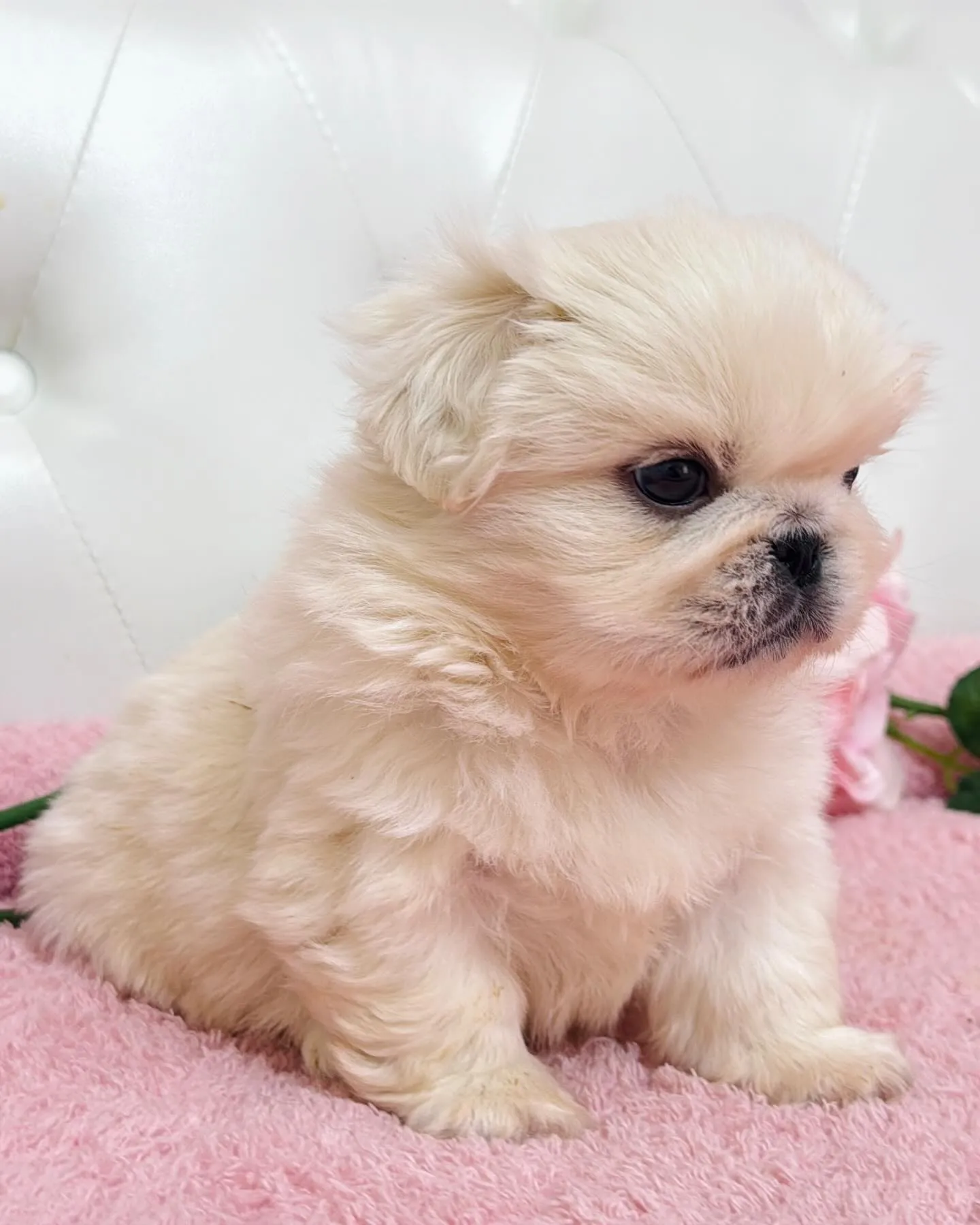 ペキニーズ/子犬/パピーランドシェリエ/埼玉ブリーダー