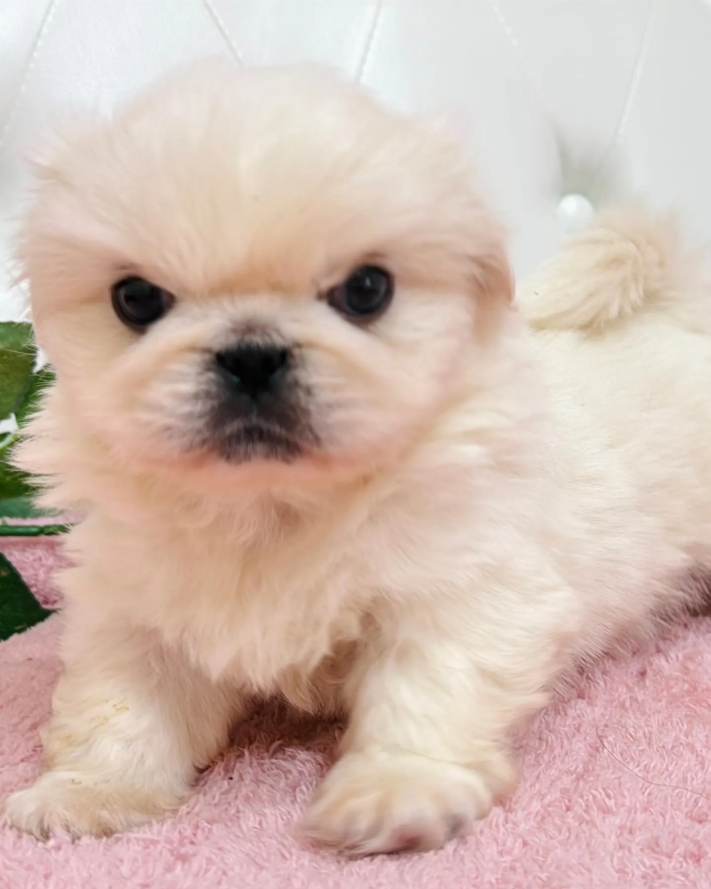 ペキニーズ/子犬/パピーランドシェリエ/埼玉ブリーダー
