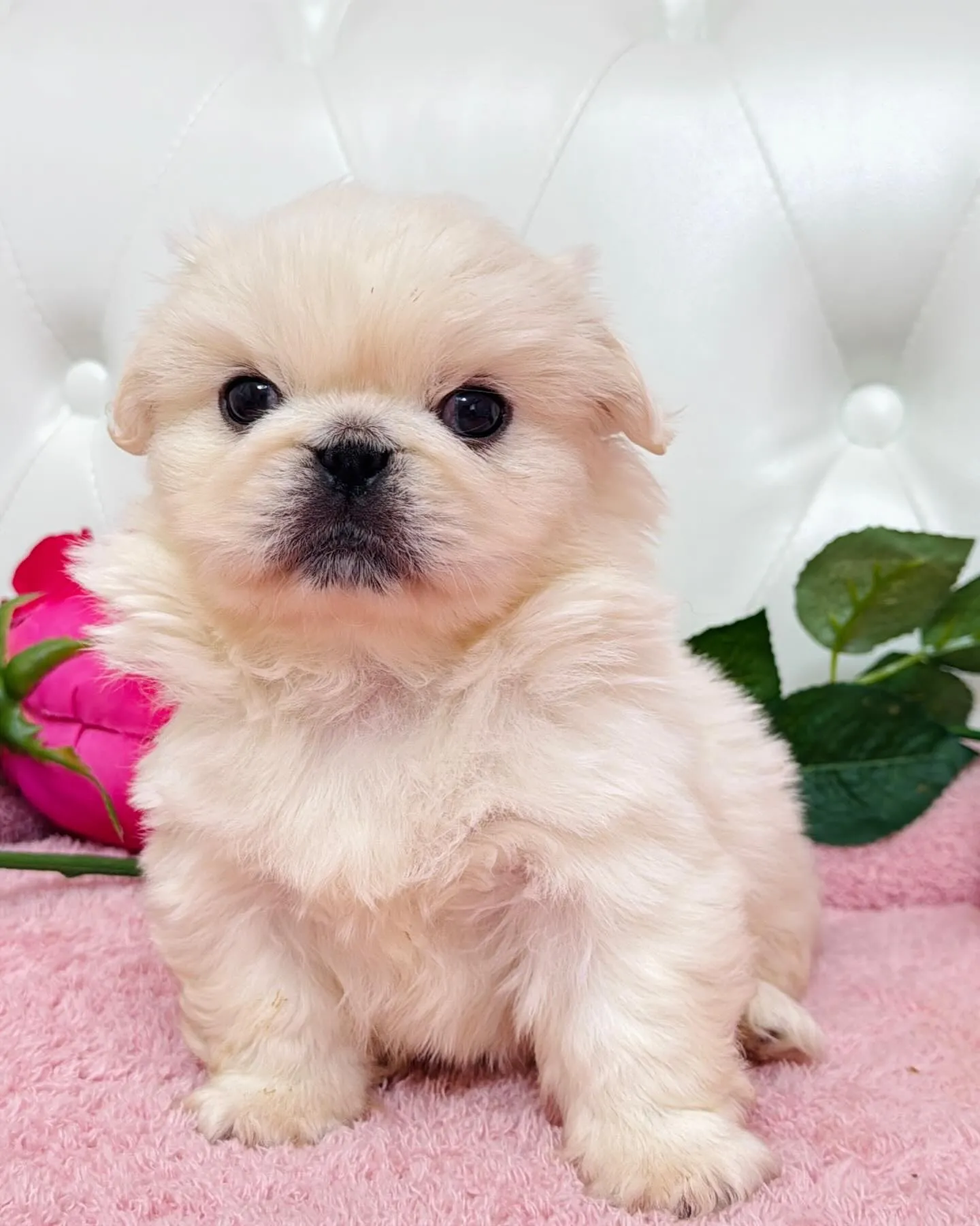 ペキニーズ/子犬/パピーランドシェリエ/埼玉ブリーダー