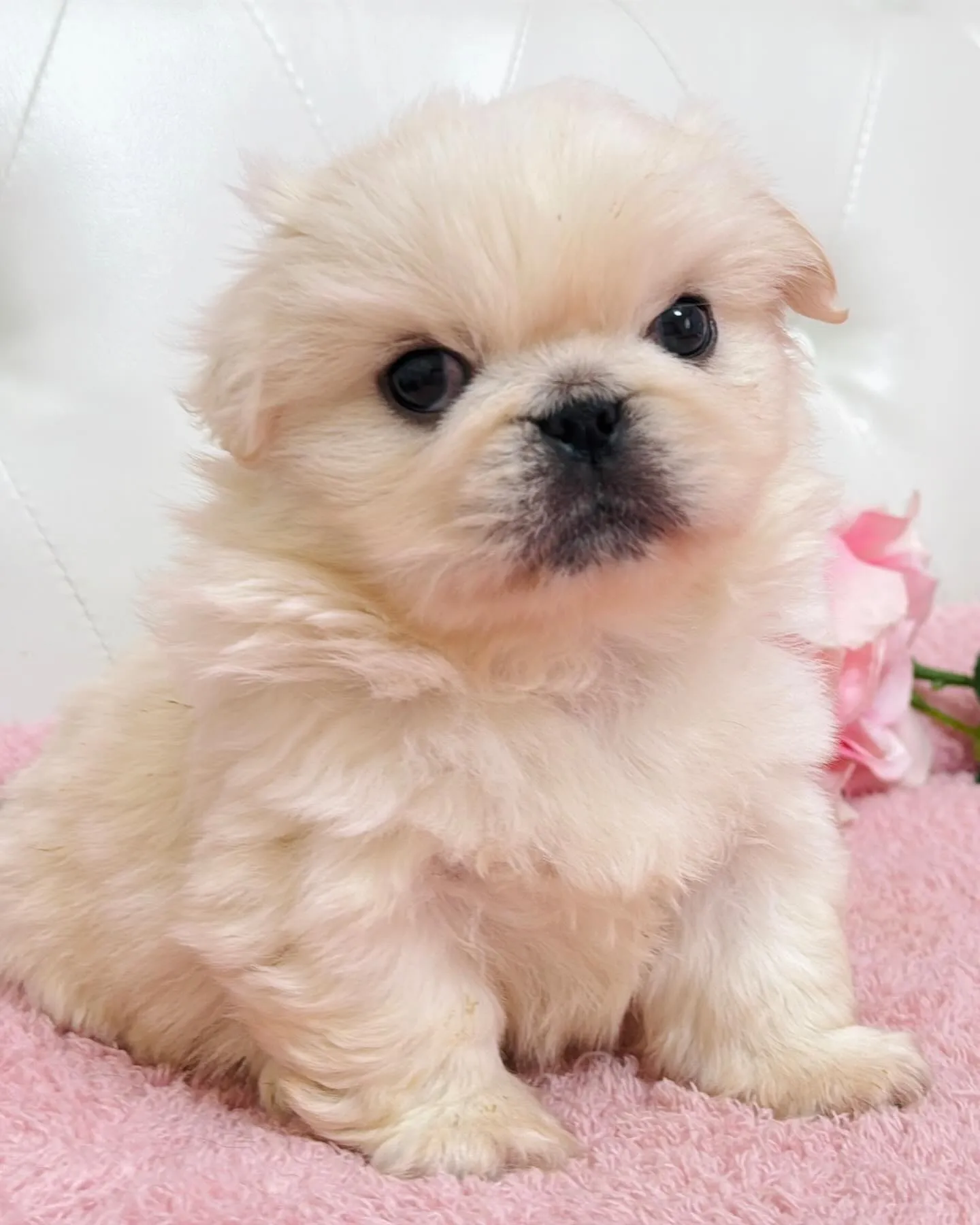 ペキニーズ/子犬/パピーランドシェリエ/埼玉ブリーダー